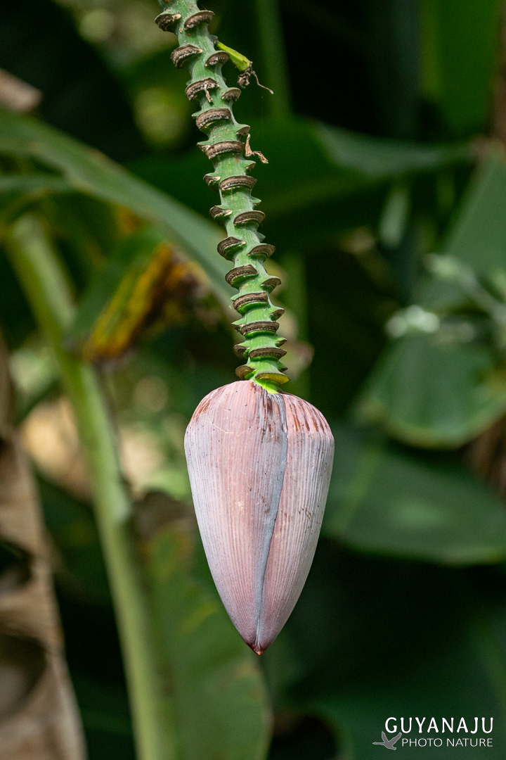 Fleur de bananier