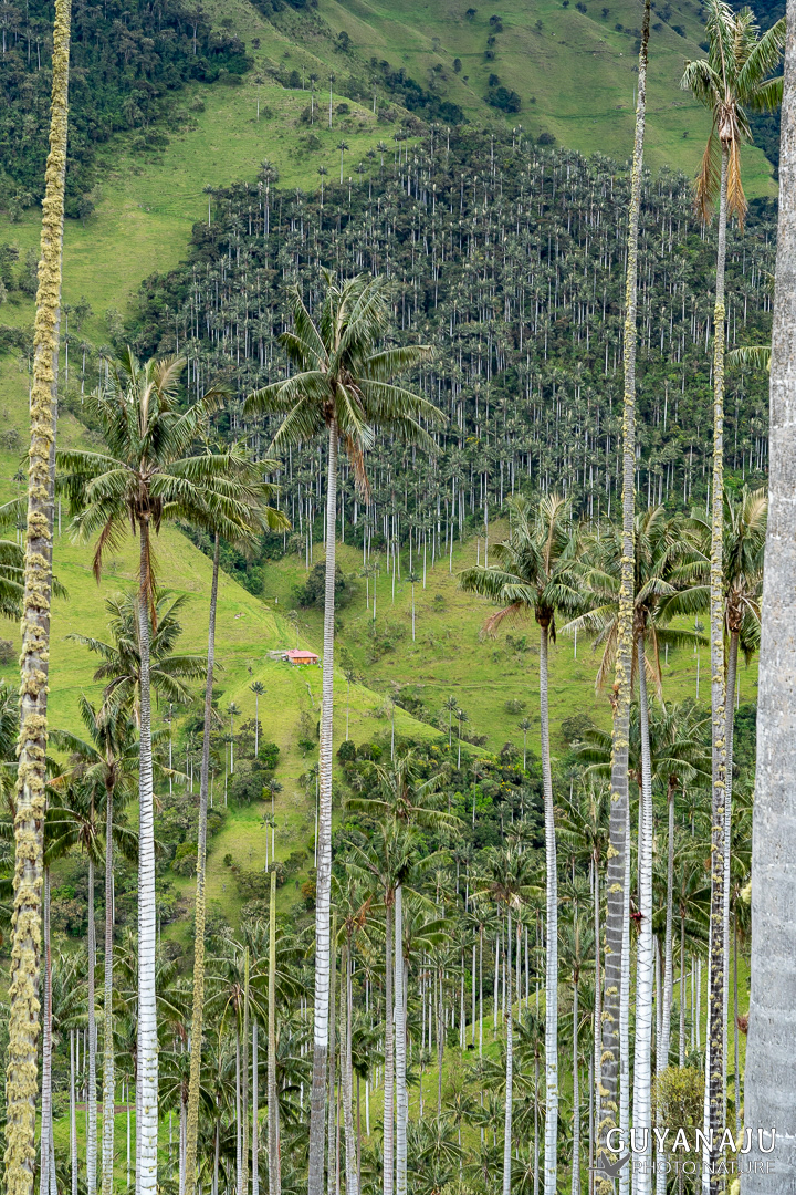 VALLÉE DE LA CARBONERA