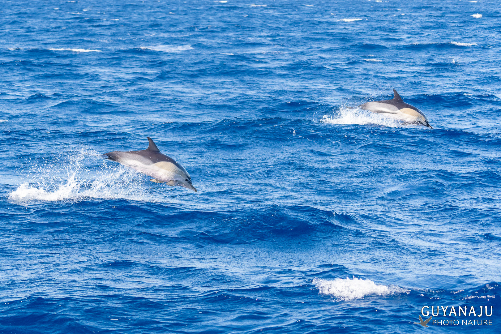 Dauphins commens au large de Puerto del Carmen