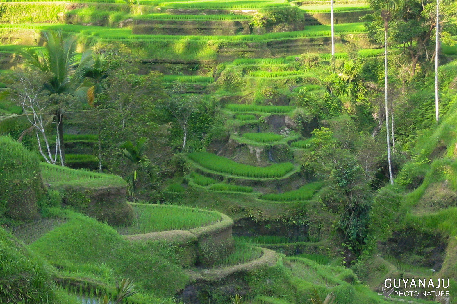 Rizières aux alentours d'Ubud