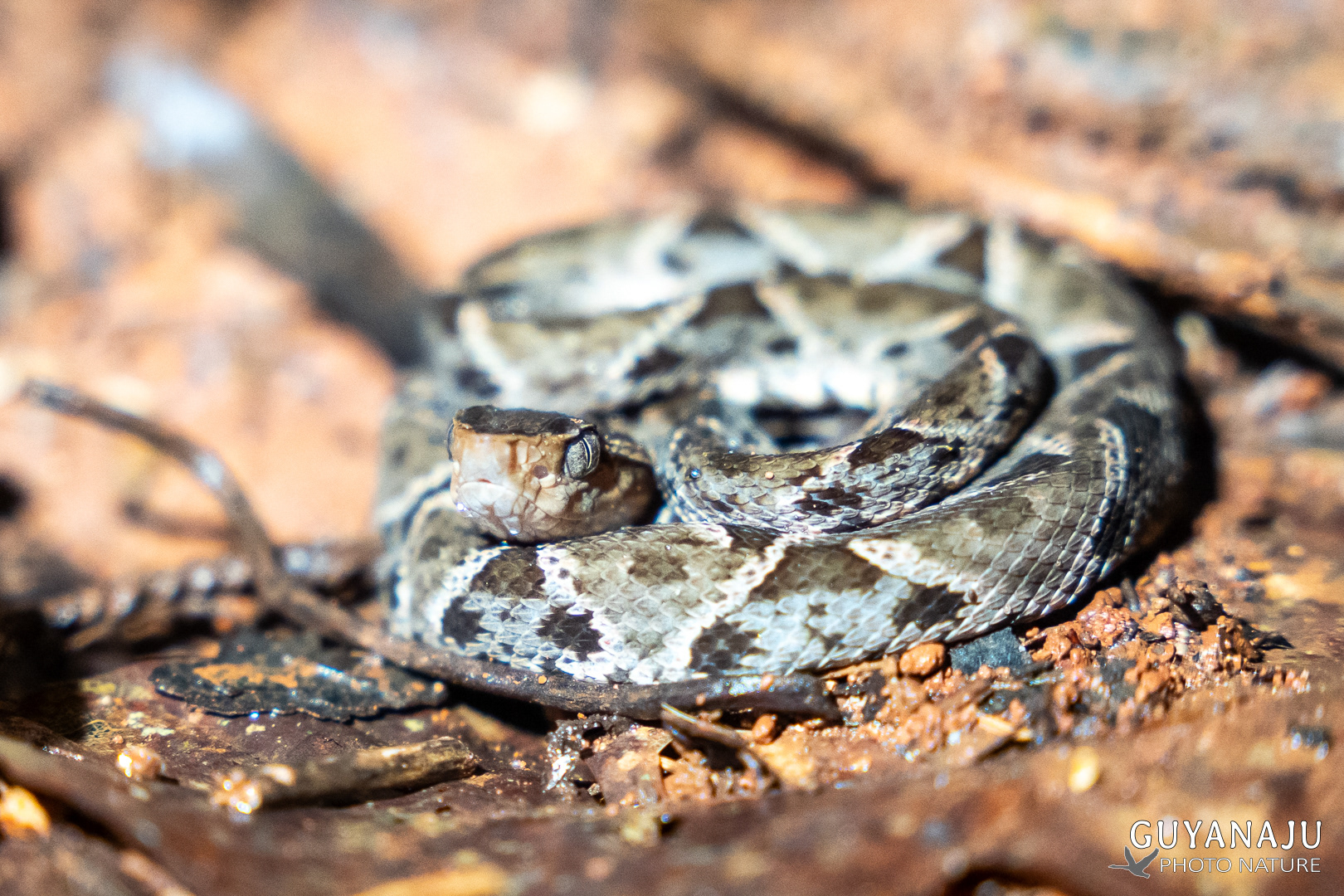 FER DE LANCE