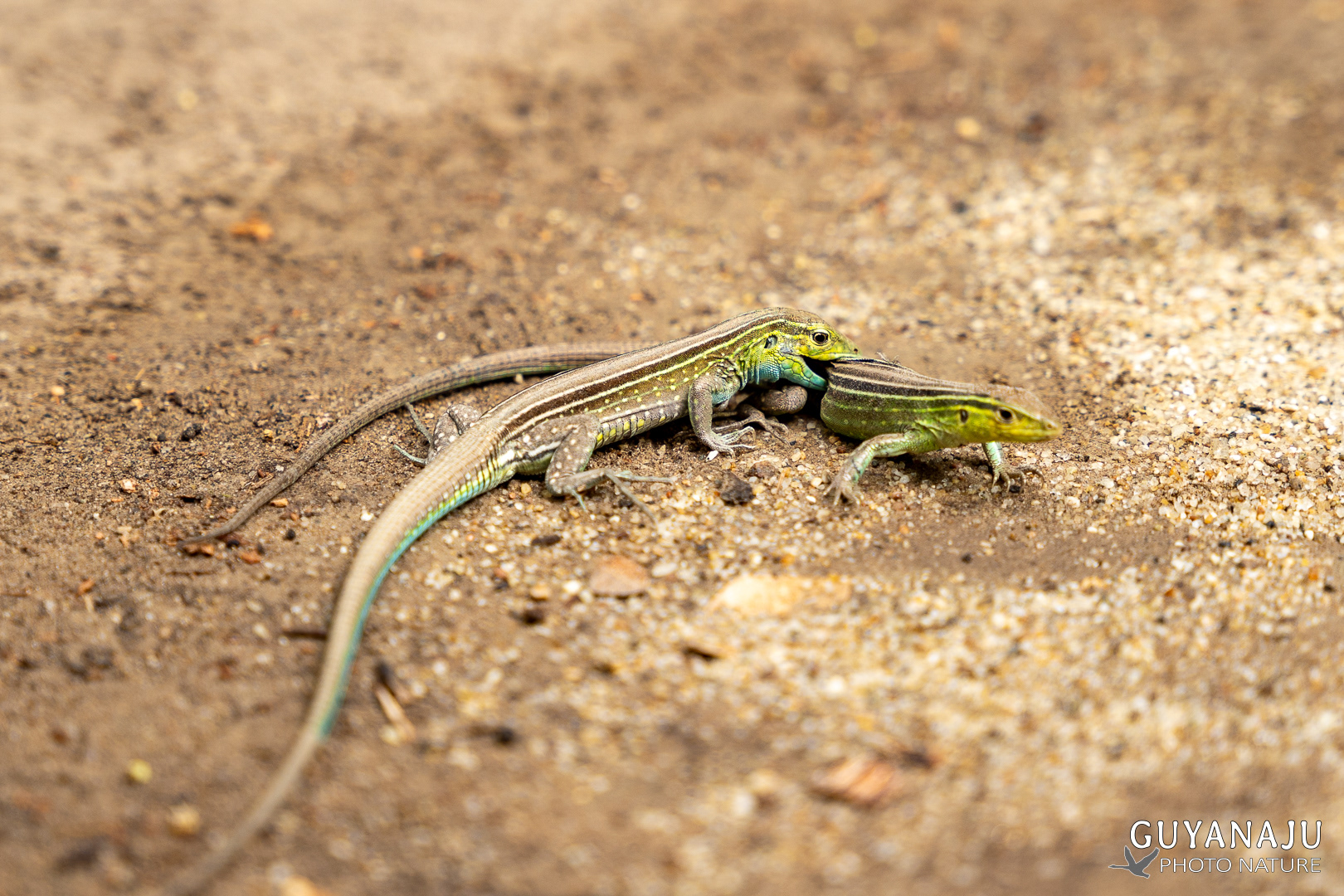 PARC DE TAYRONA