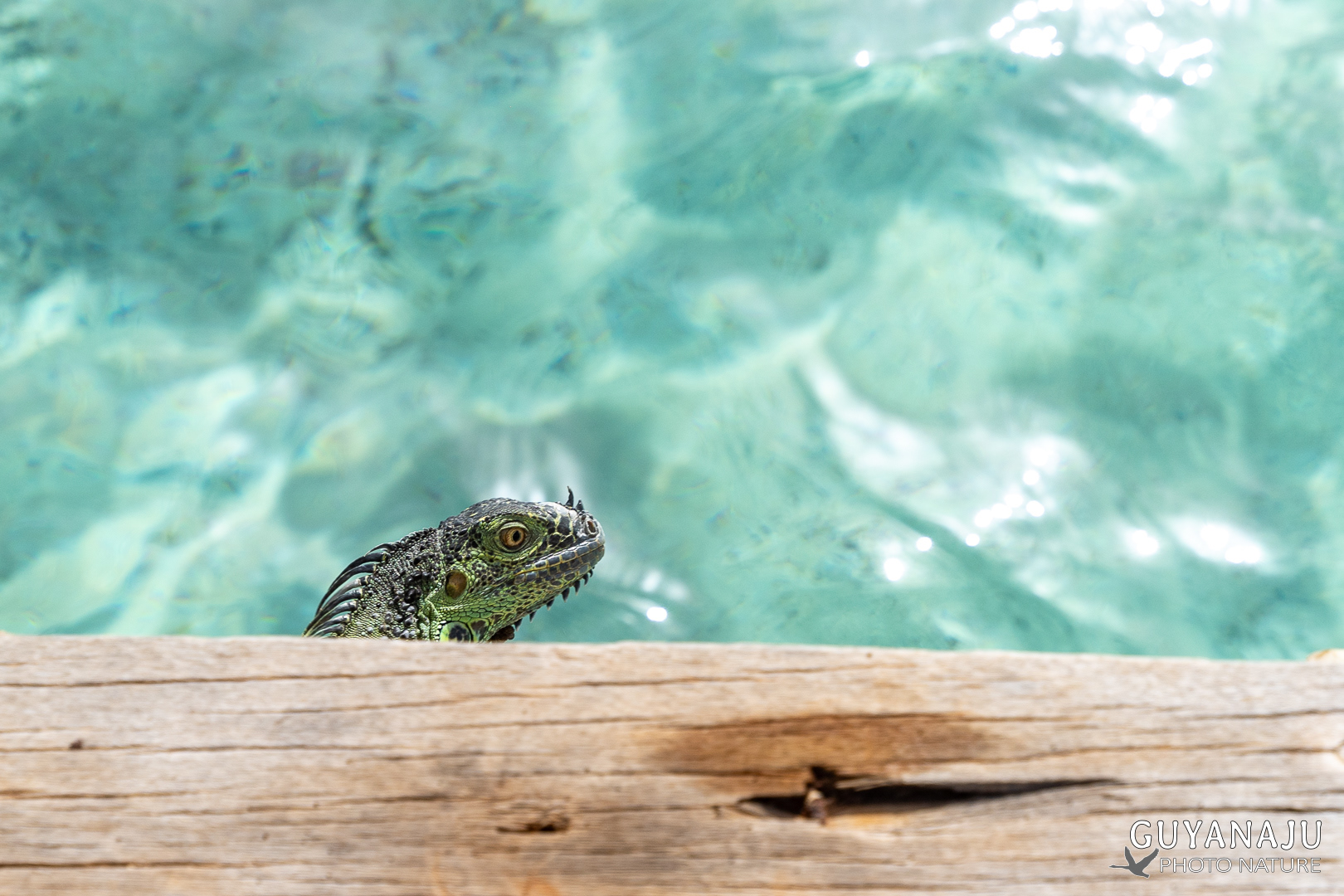 IGUANE