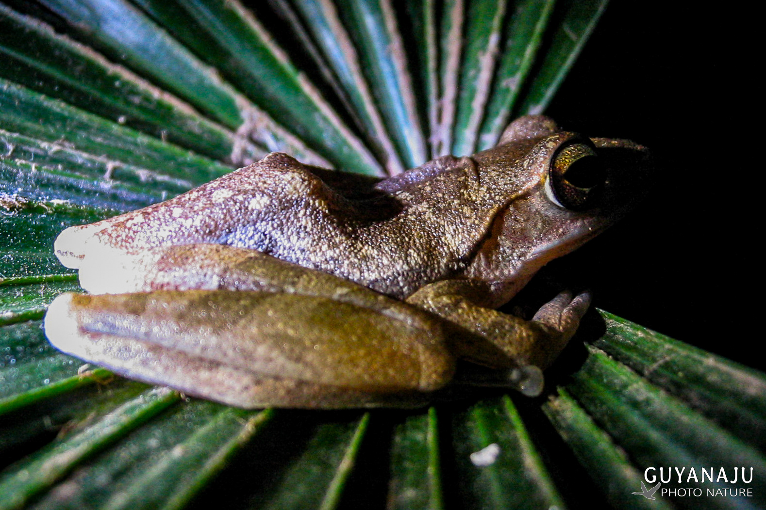 Grenouille
