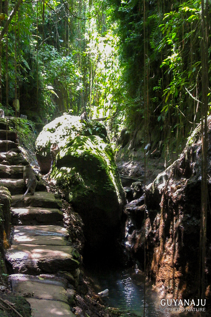 Monkey Forest - Ubud