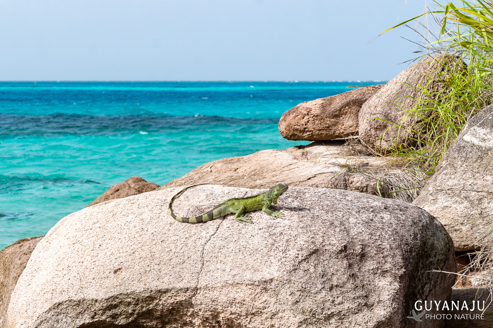 CAYO CANGREJO