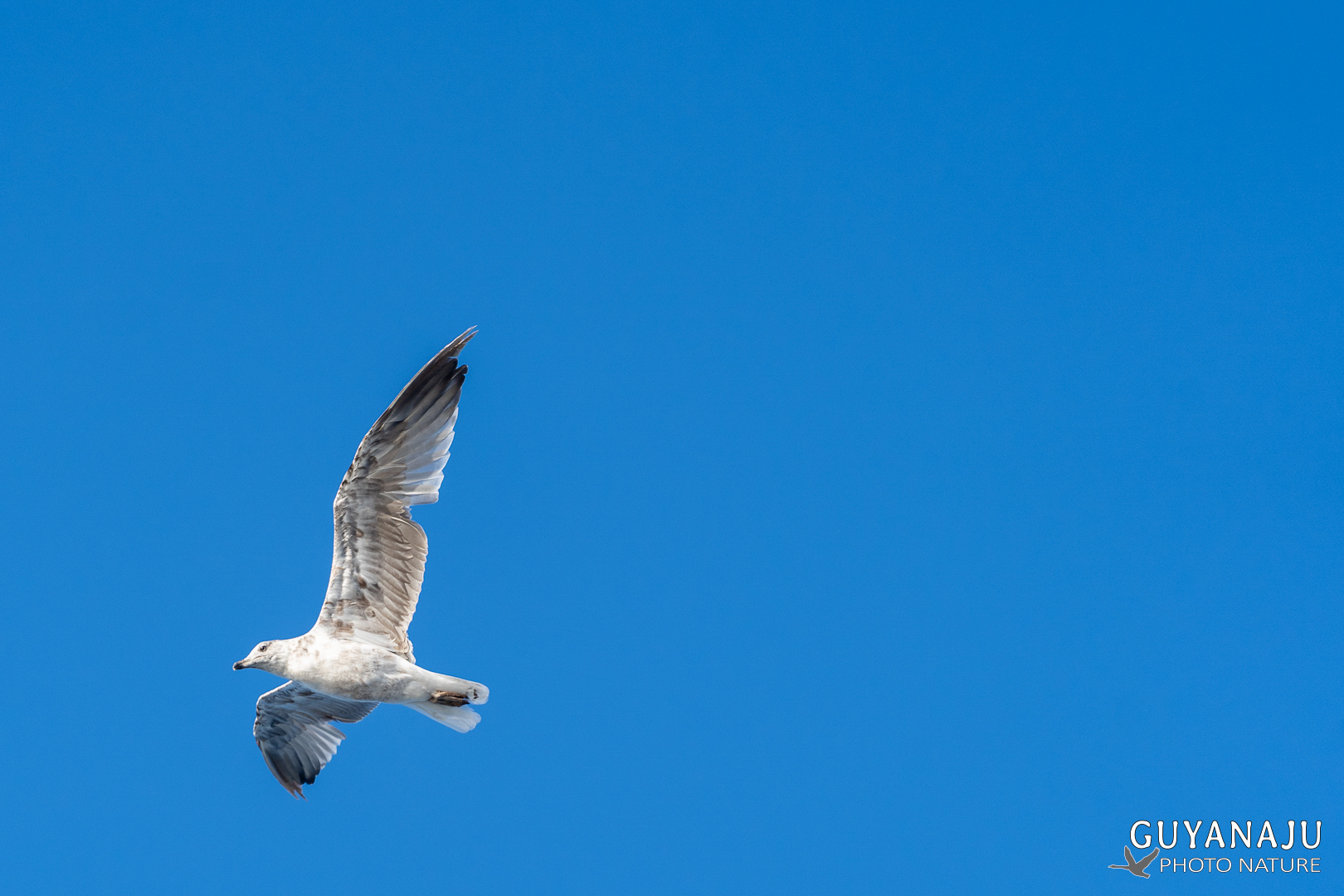 Mouette