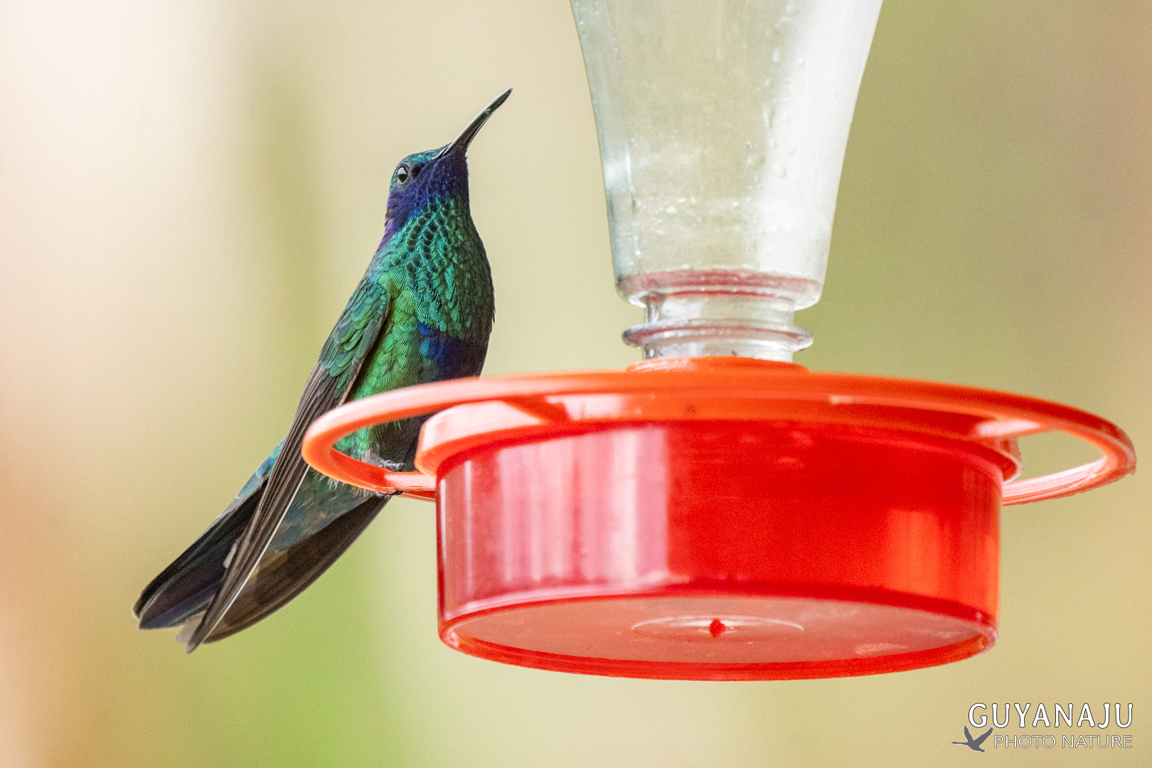 Colibri