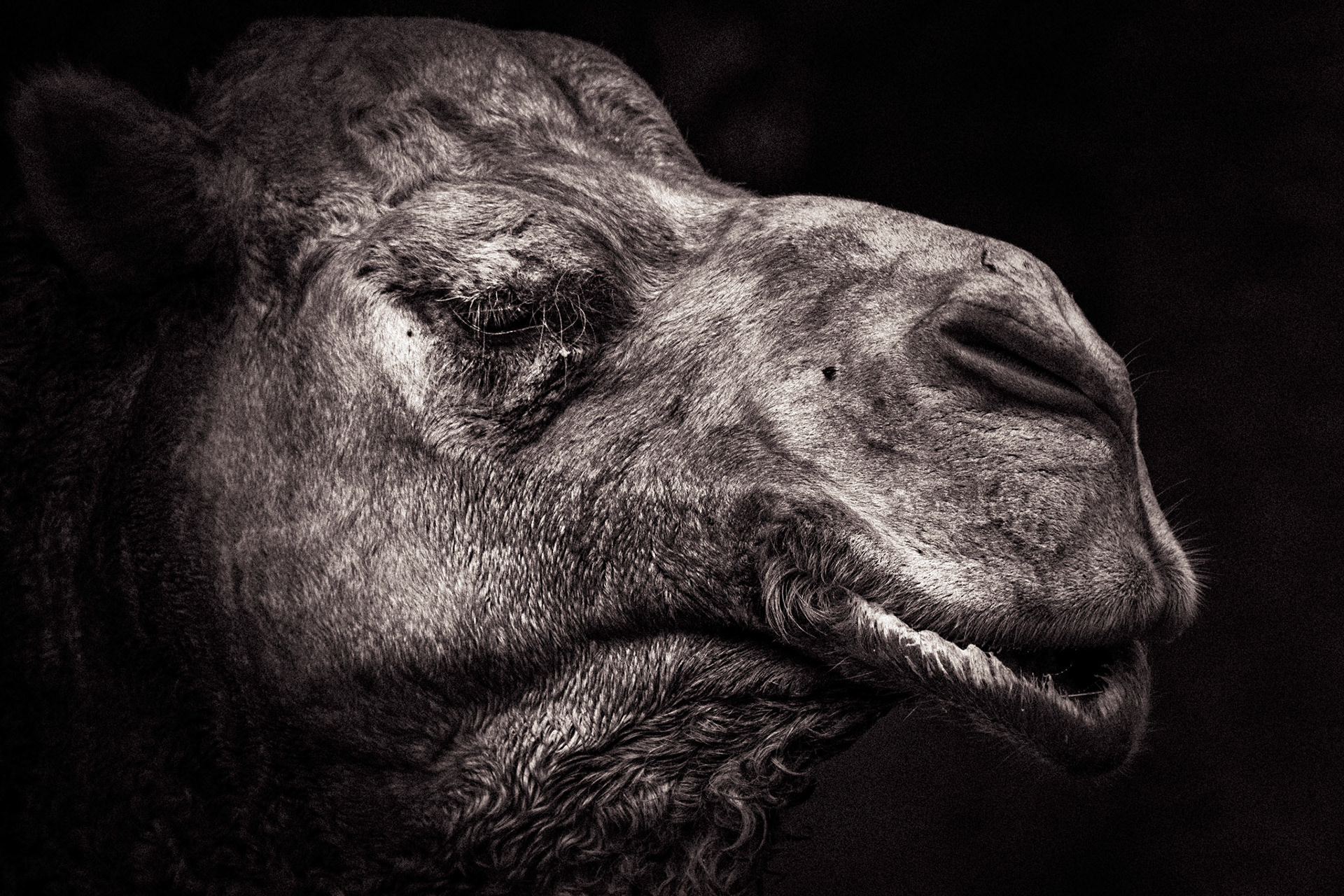 Camel Portrait 01