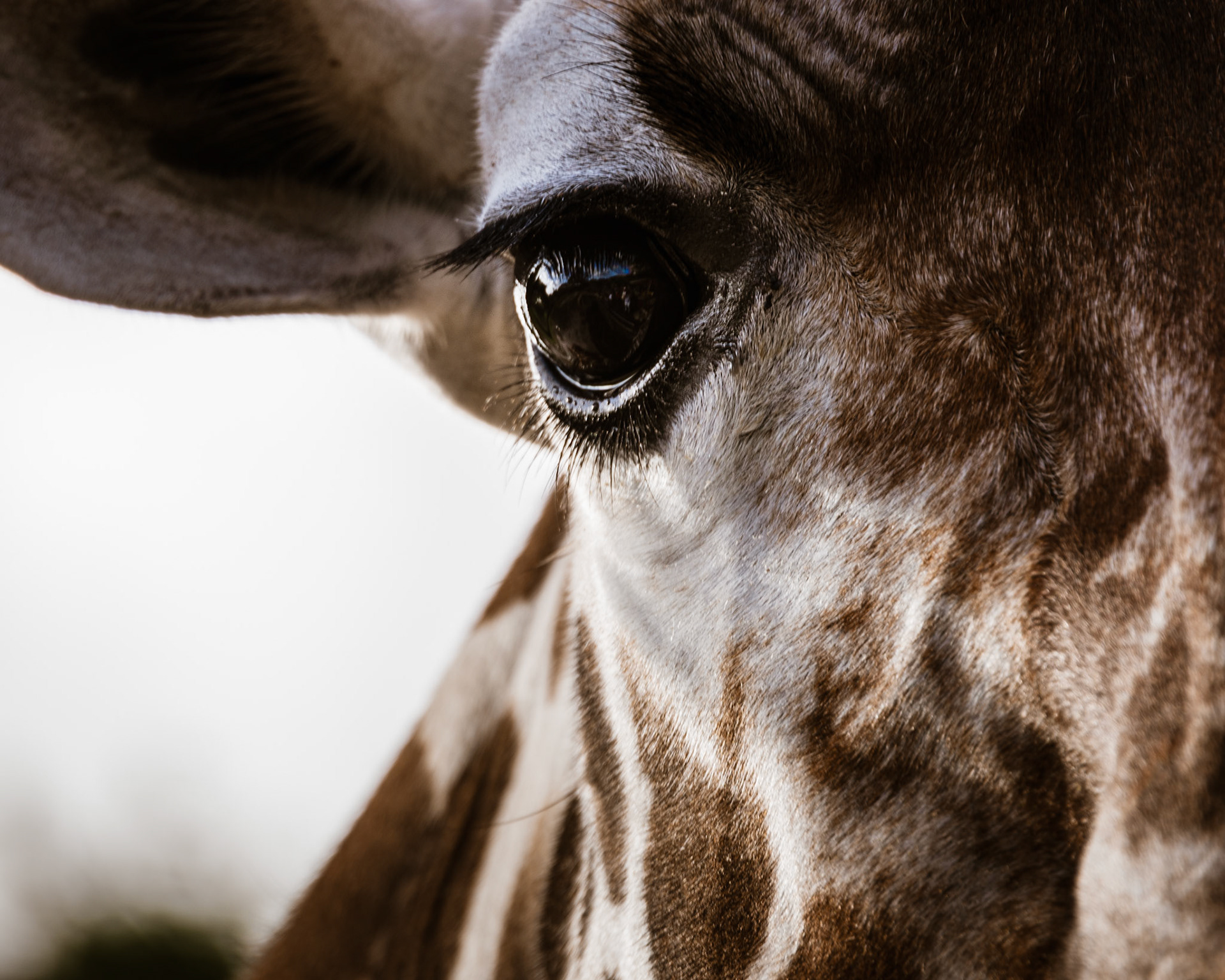 Giraffe Portrait 01