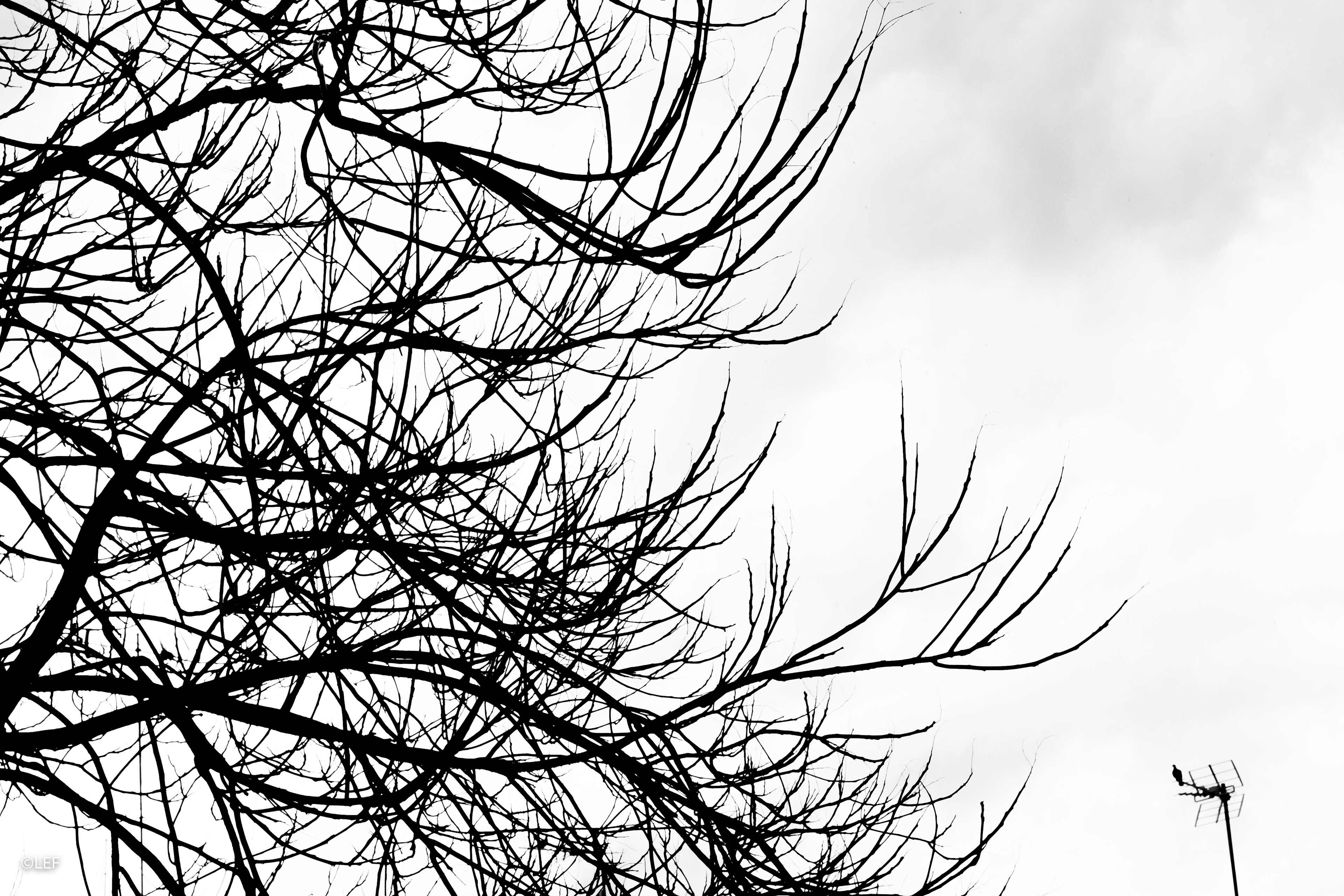 Camera: 80d - Lens: 50mm