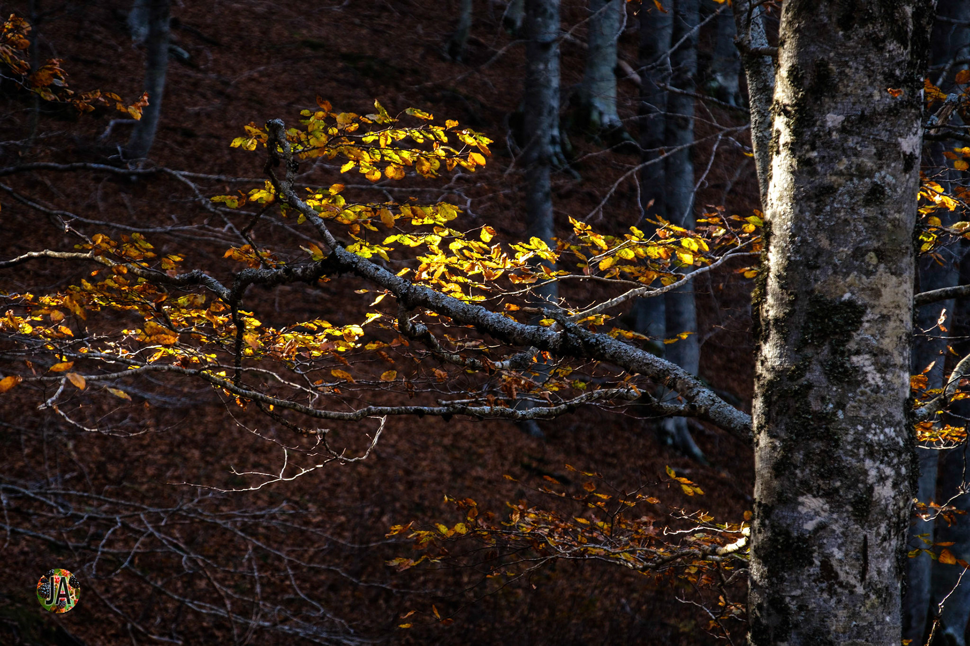 Del refugio de Zuriza al de Tacheras