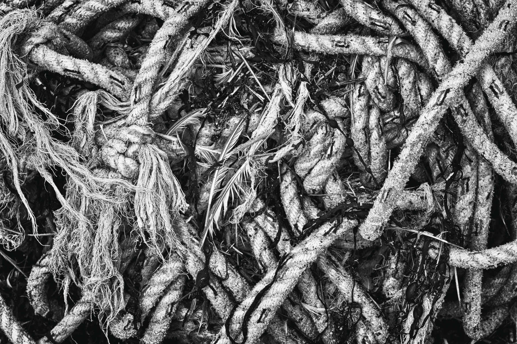 Old Rope Washed up on Freshwater West Beach