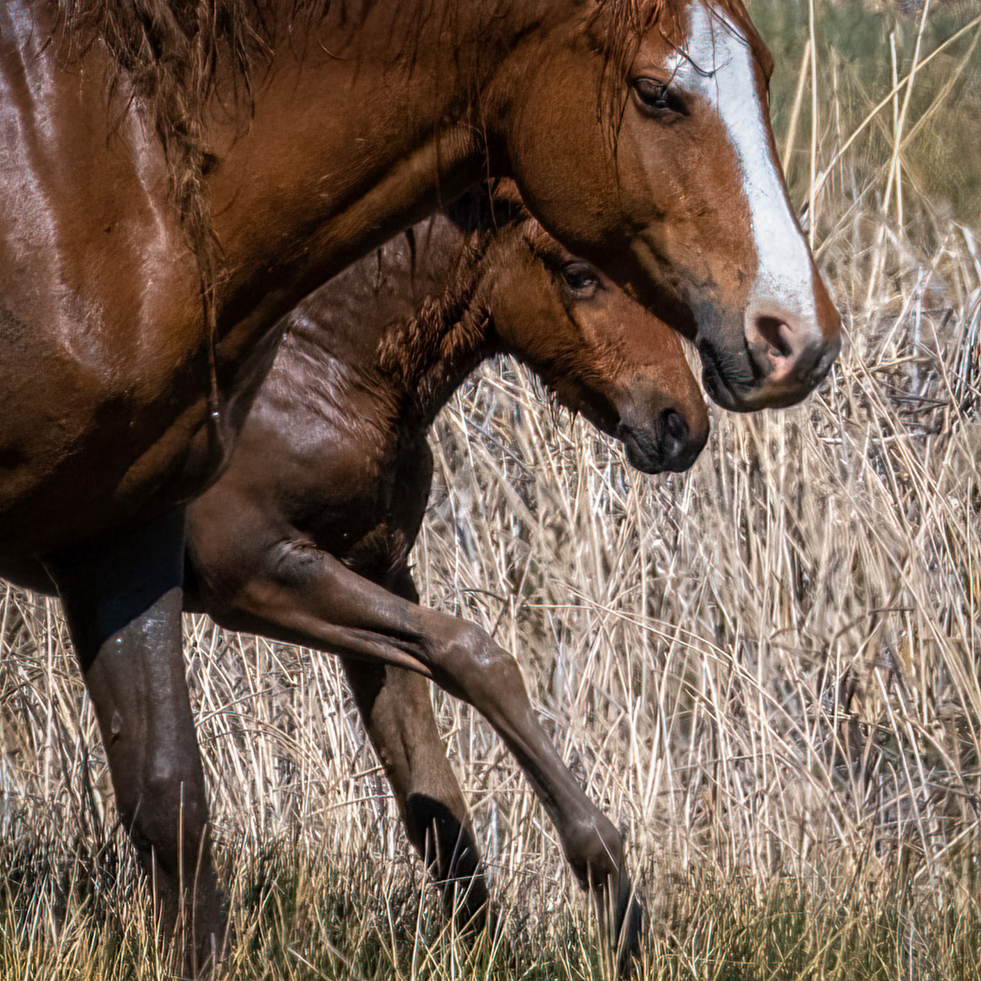 Horses at the Washoe, NV.