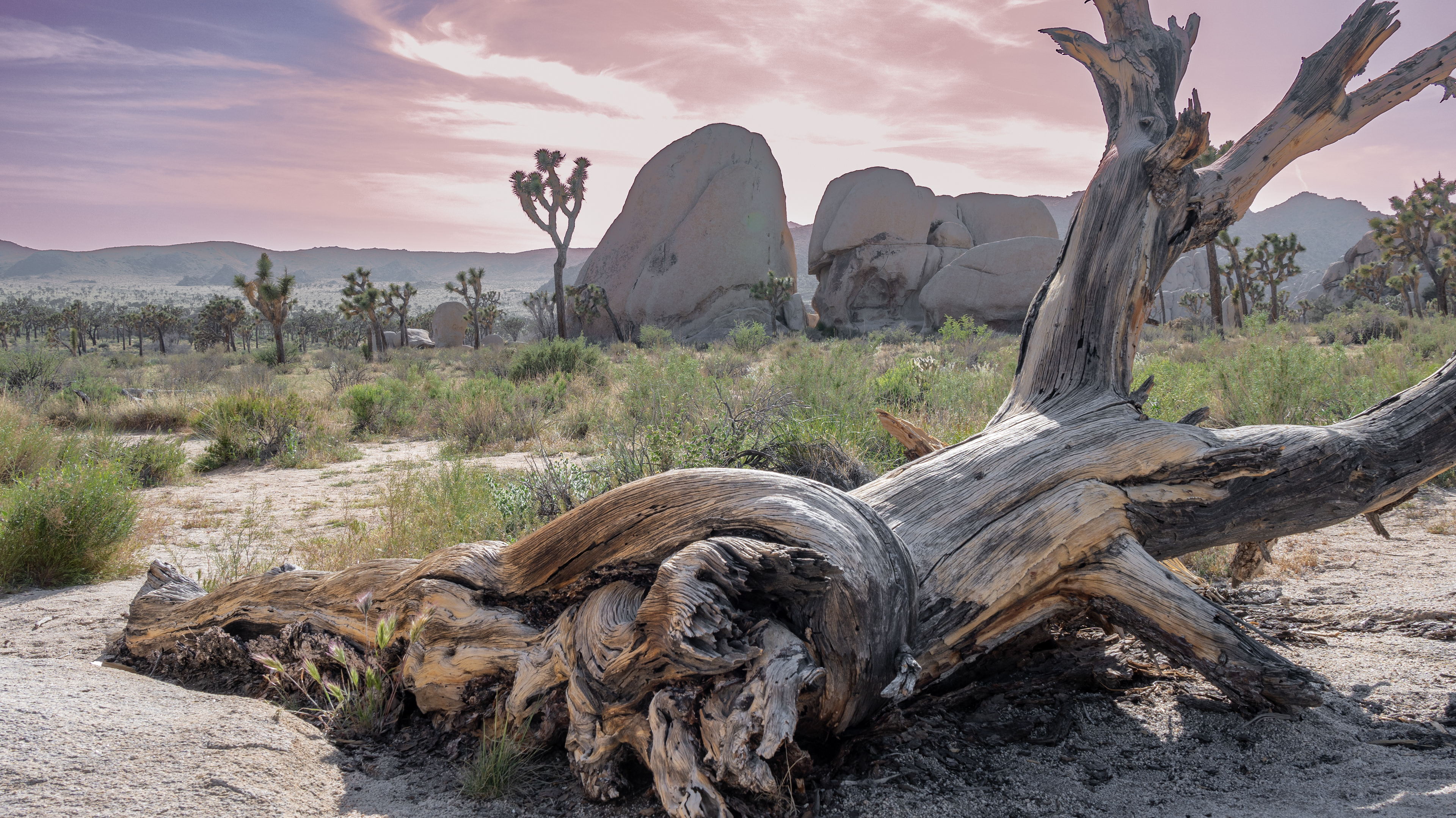 Joshua Tree National Park.