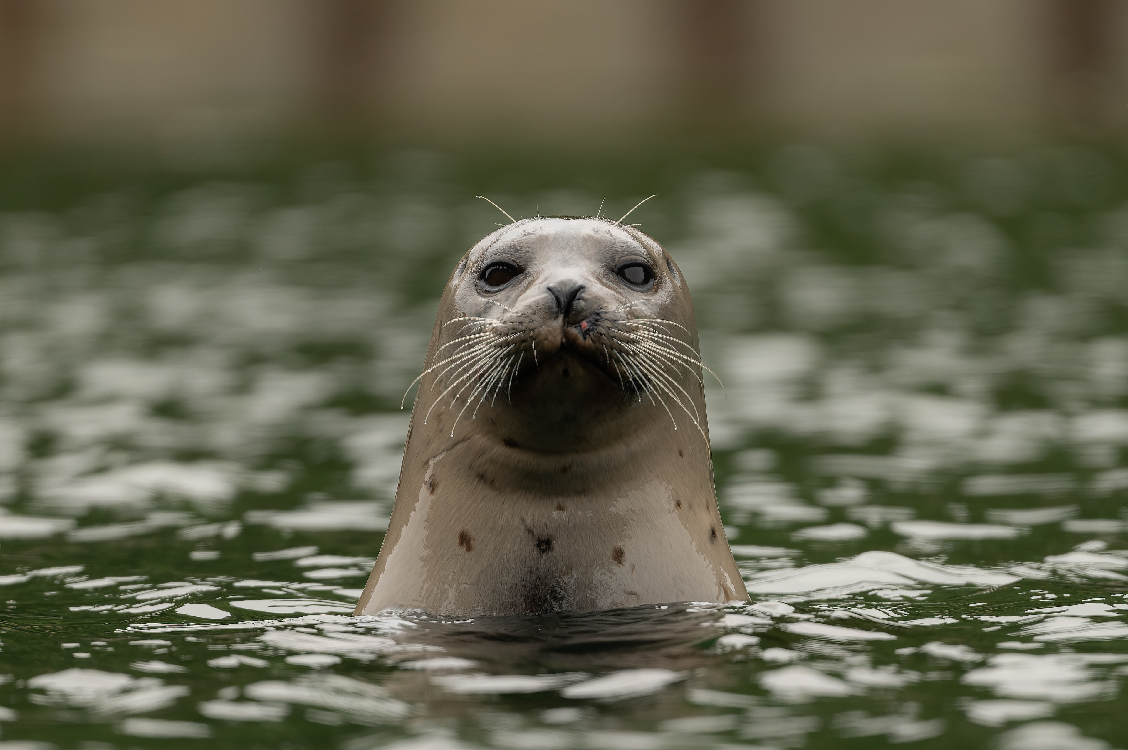 Sea Lion, Noyo, CA.