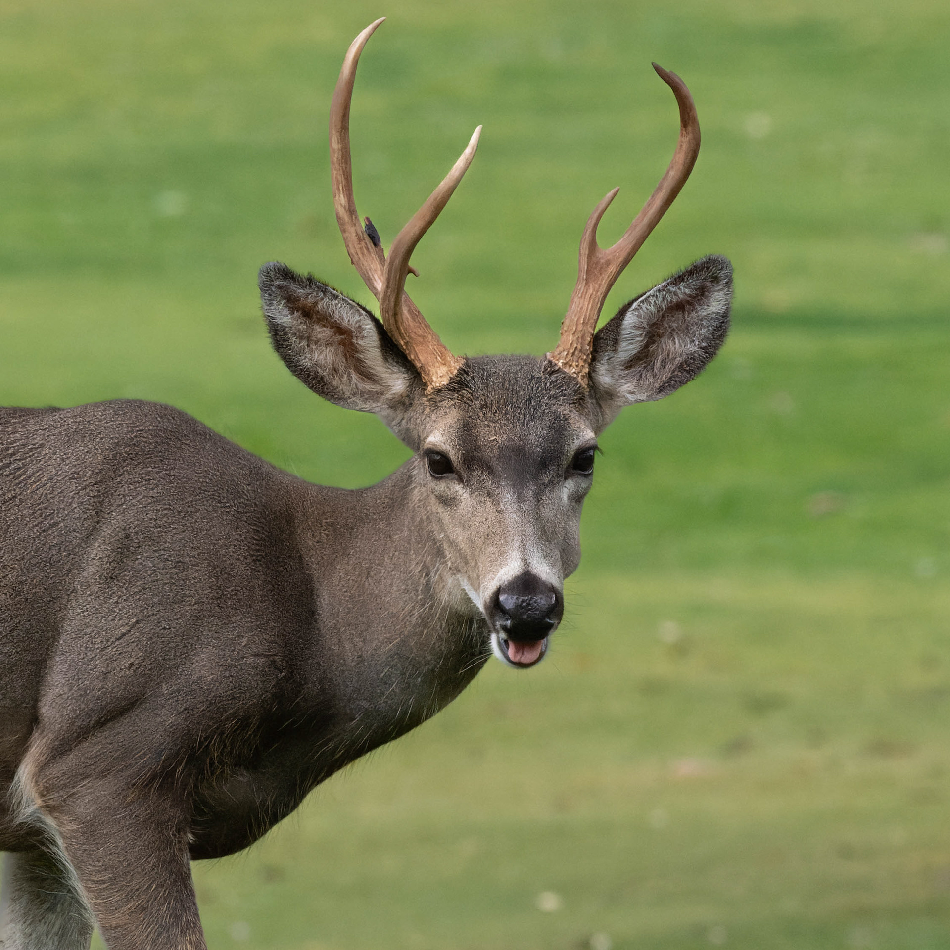Deer, BIdwell Park, Chico, CA.