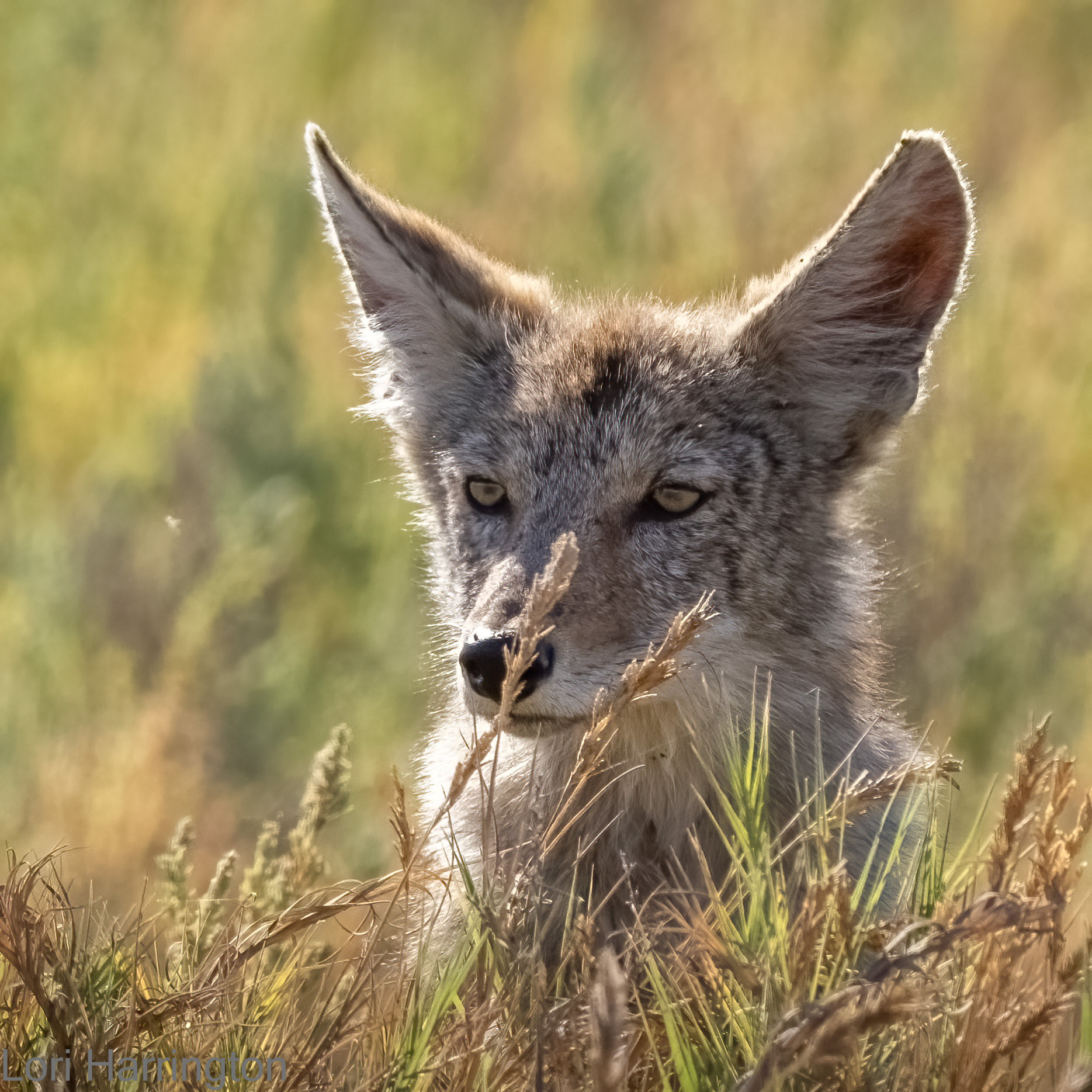 Coyote, San Luis Reservoir, CA.