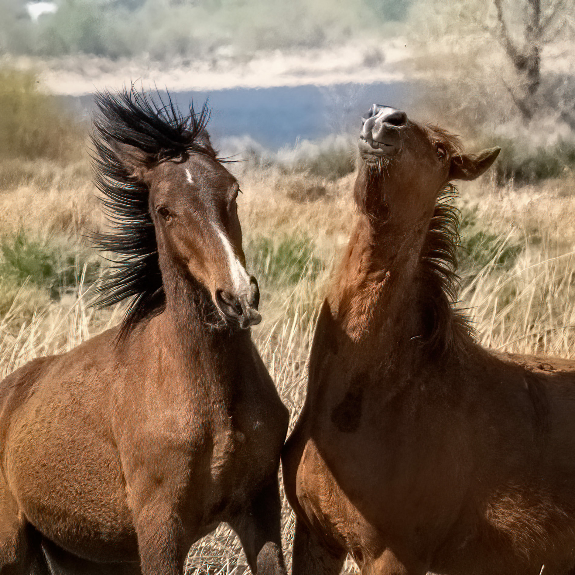 Horses at the Washoe, NV.