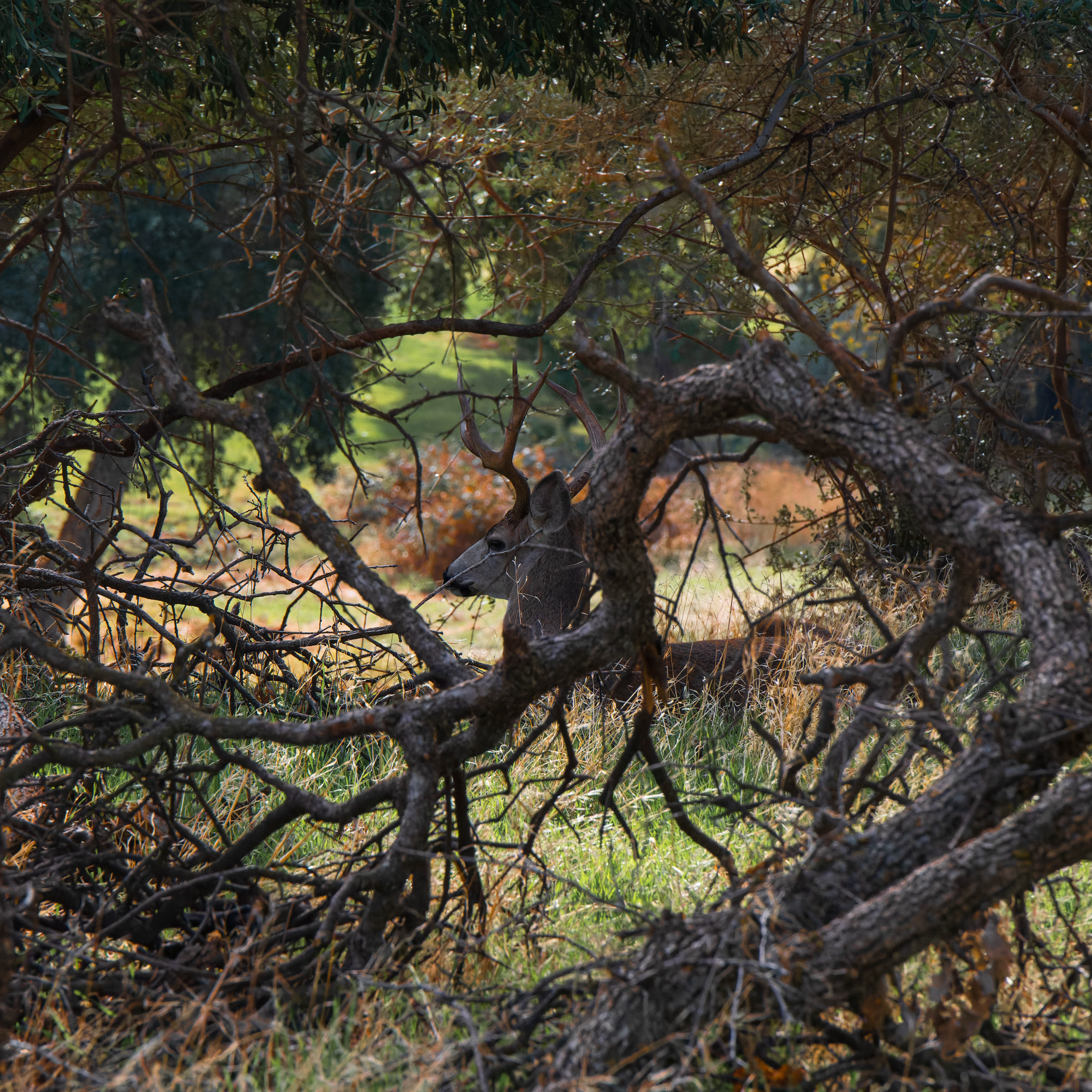 Deer, BIdwell Park, Chico, CA.