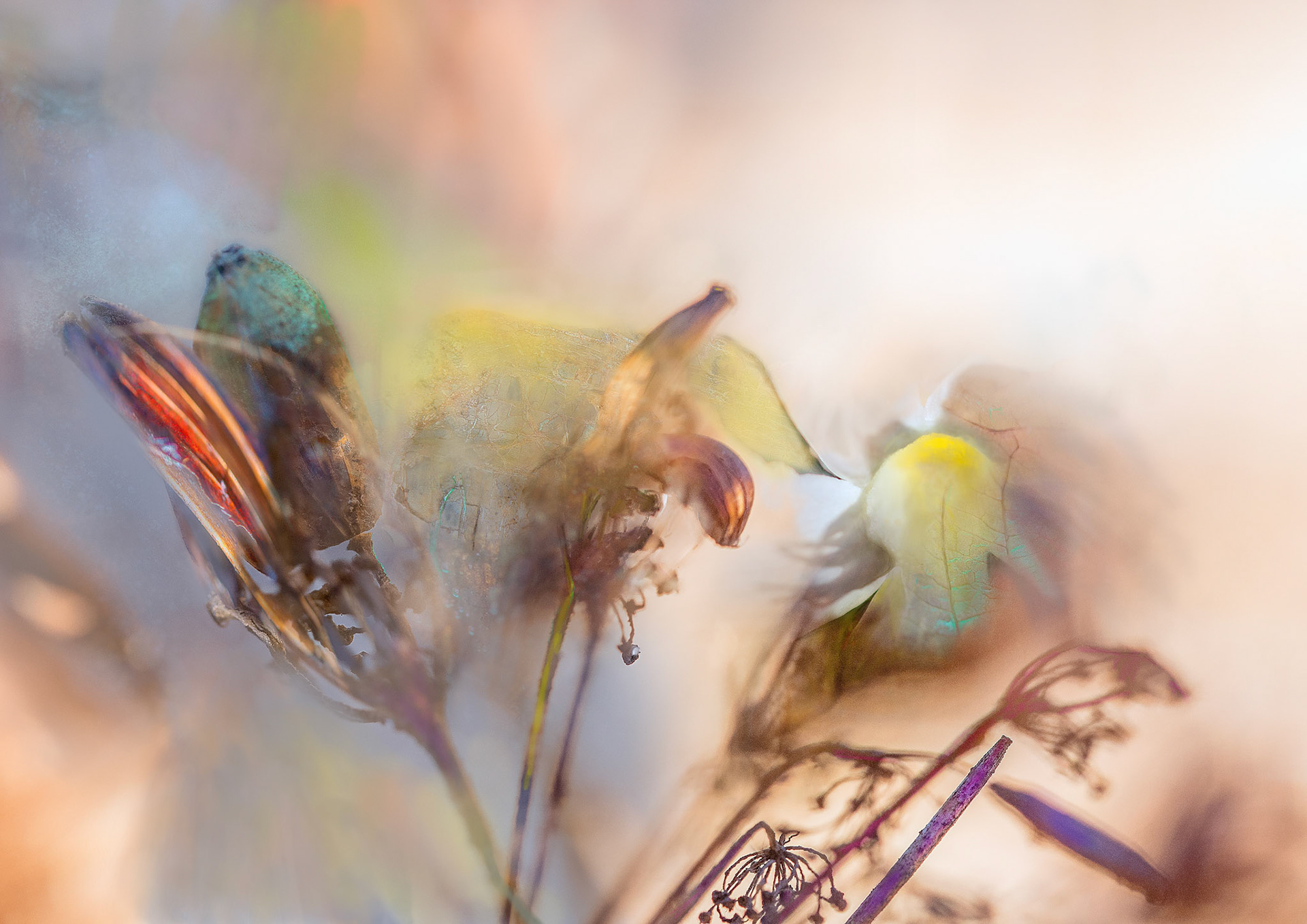 Dry Plants / Giclée Fine Art / from 188,00 €