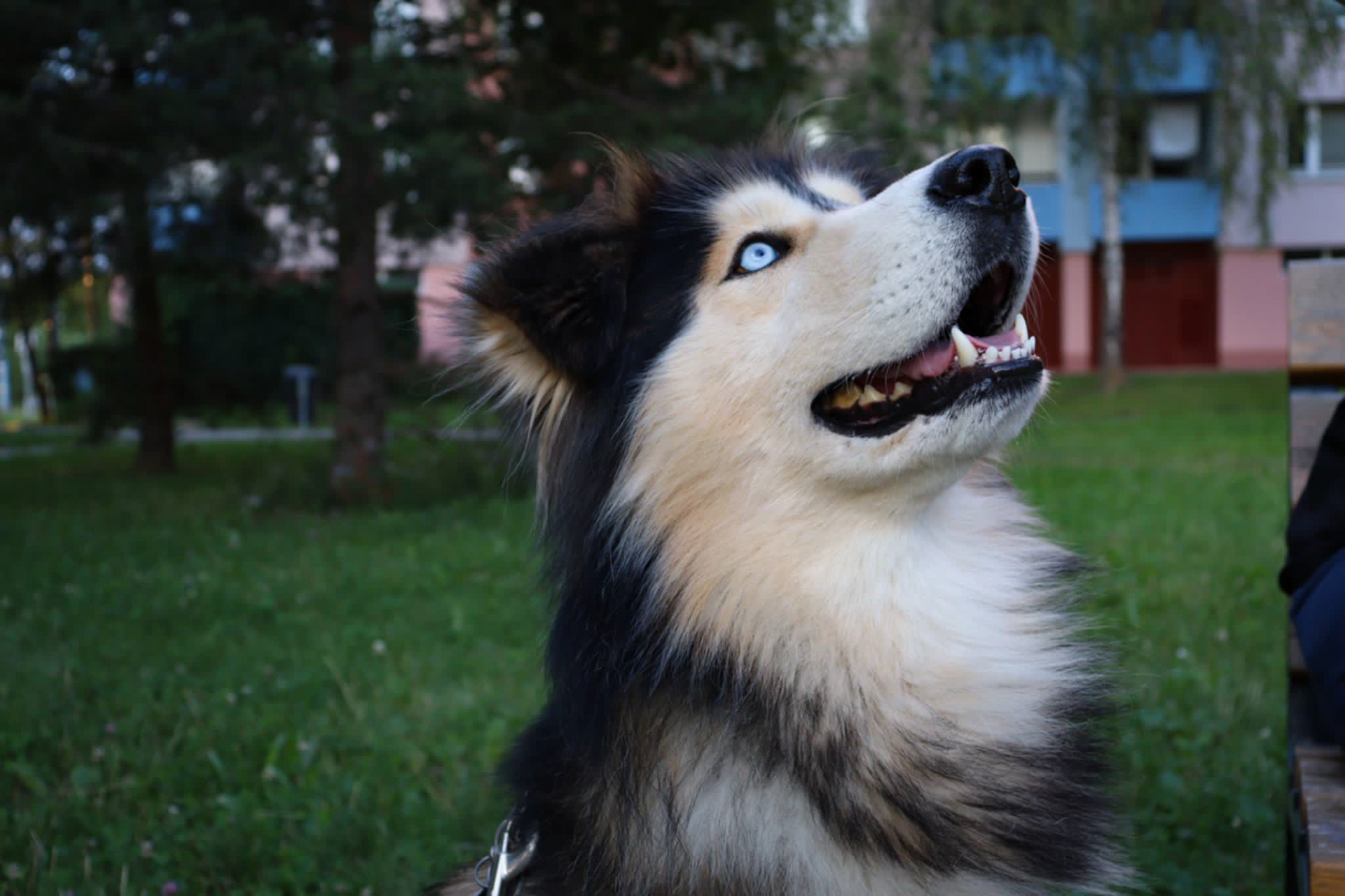 Bruno