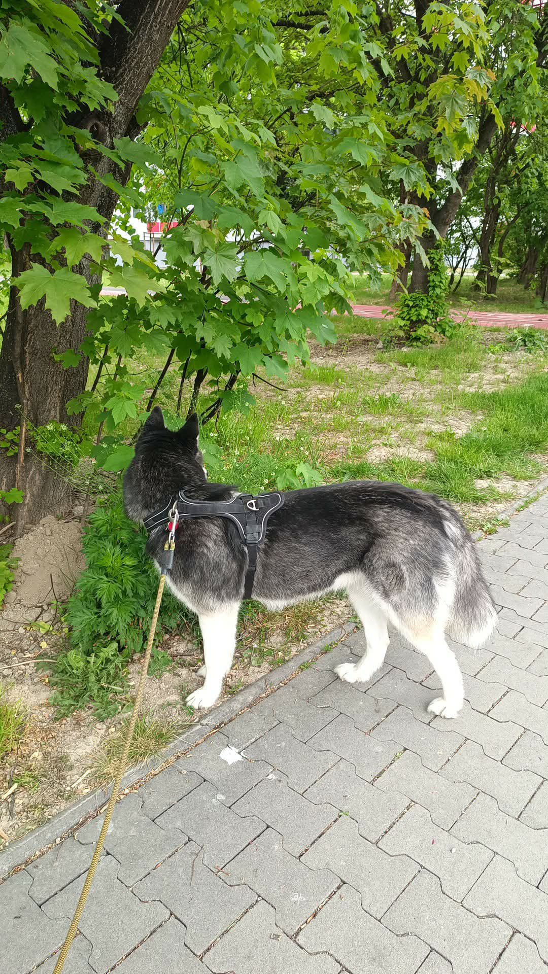 Moja Guli
