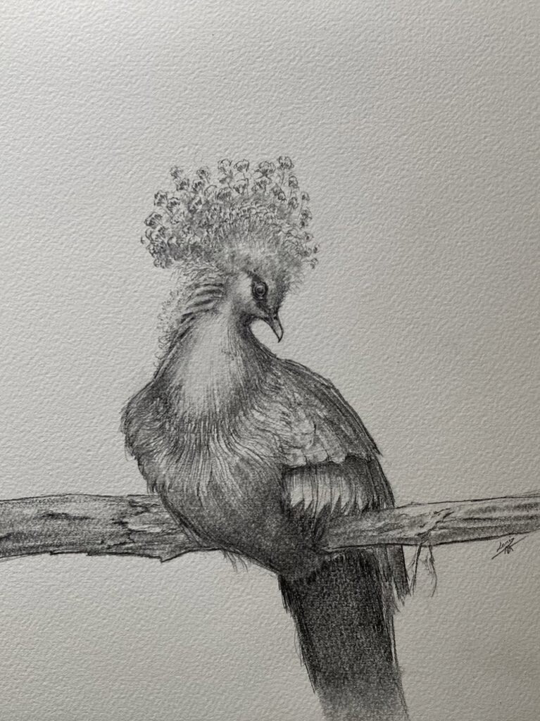 Pencil on paper