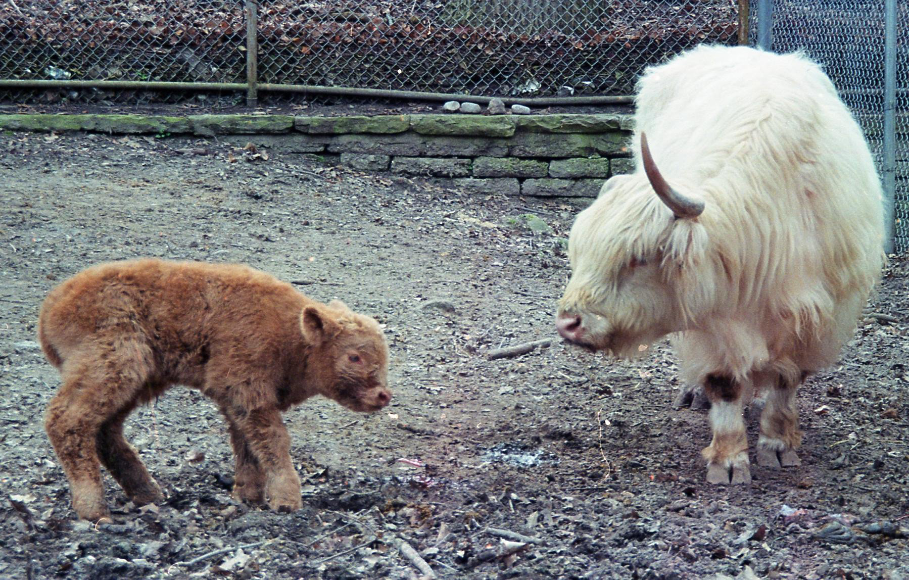 "FIRST STEPS1" Shot by Sabrina Narzoles. 2022