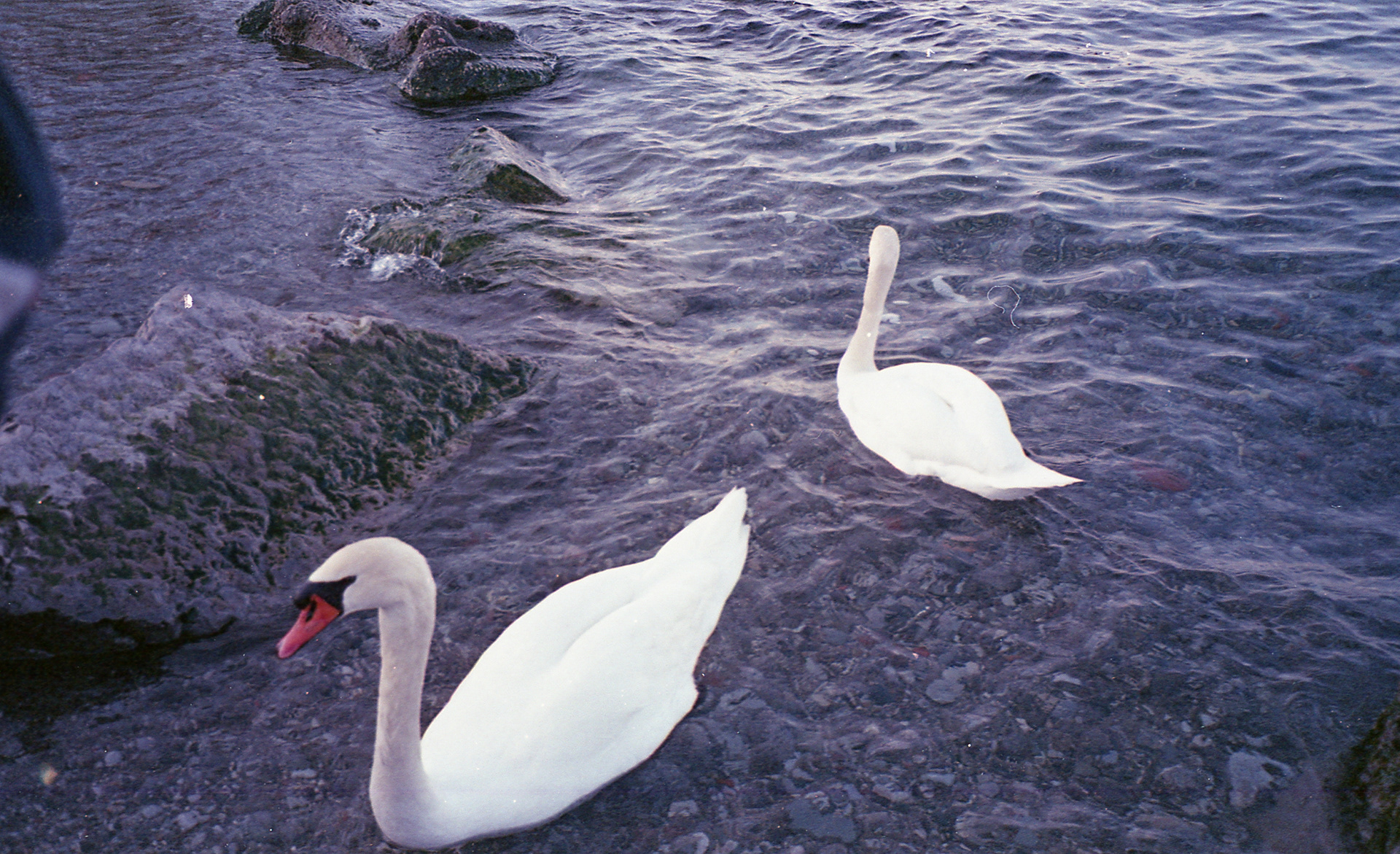 "2 Swans" Shot By Sabrina Narzoles. 2019