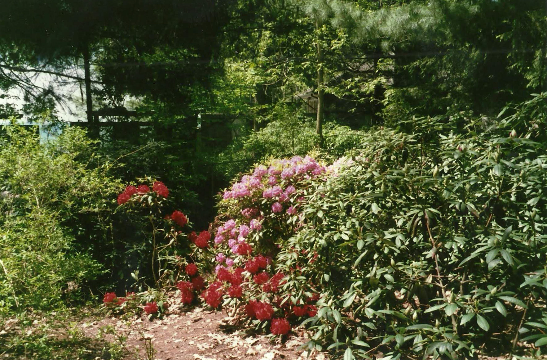 "Flower garden" Shot by Sabrina Narzoles. 2019