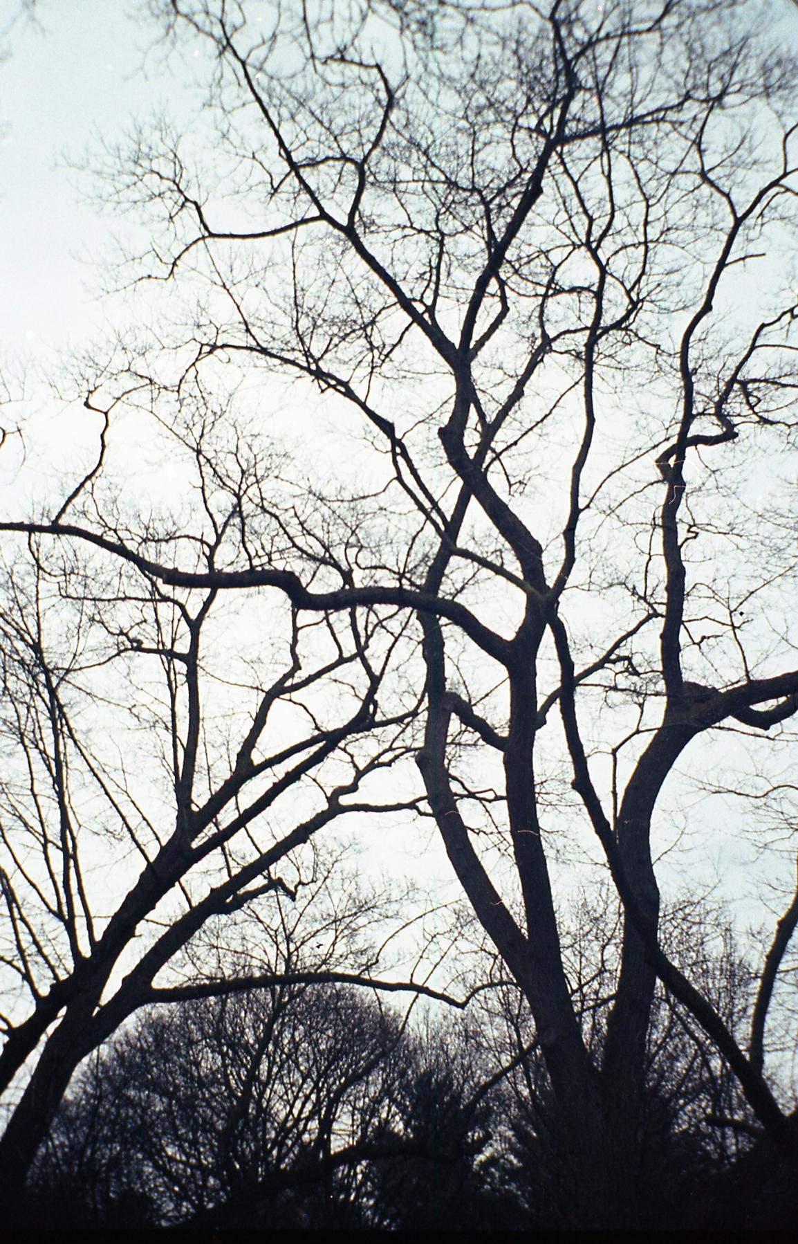 "Dancing Tree" Shot by Sabrina Narzoles. 2022