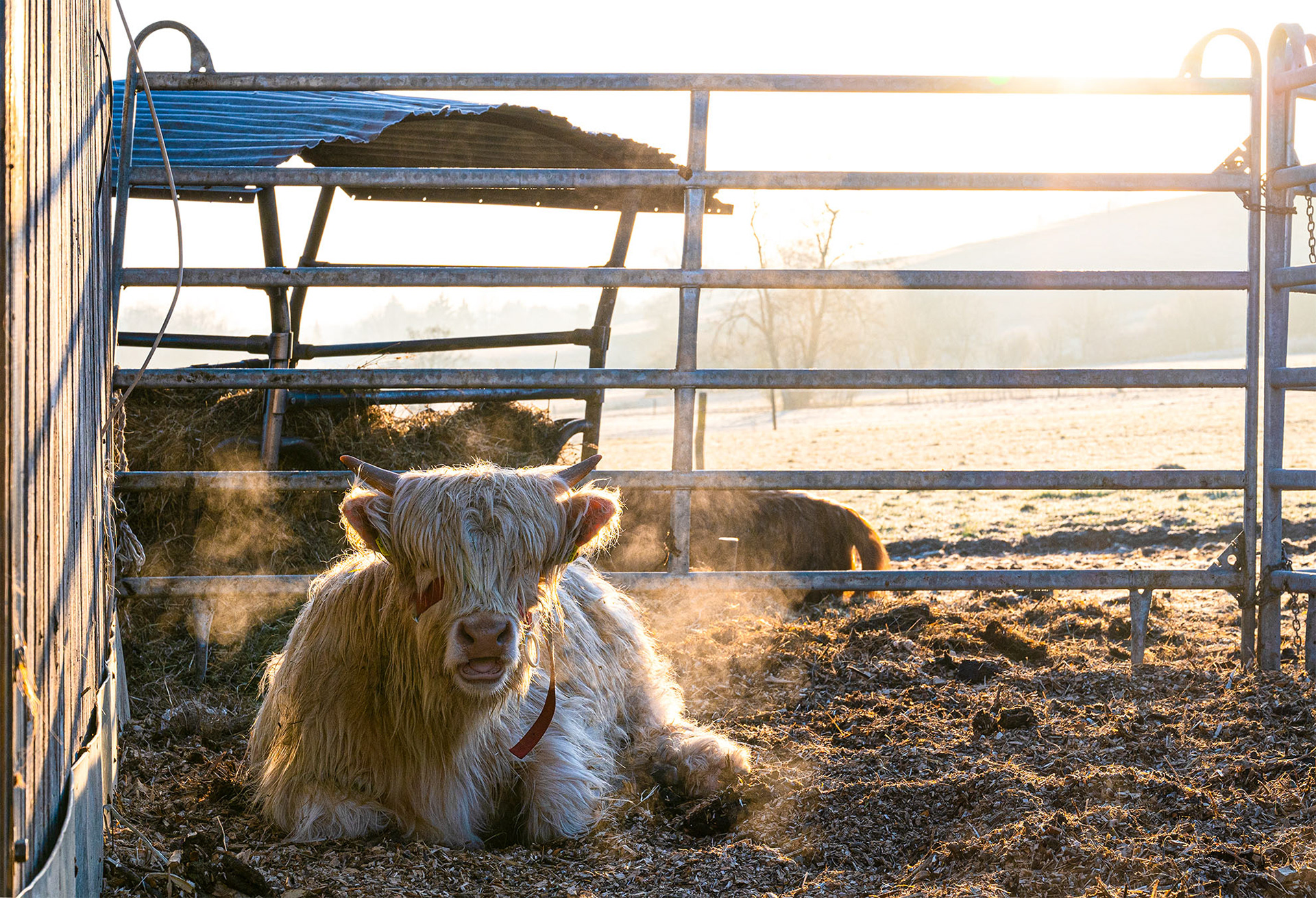buffalo calf pt.05 morning 2023