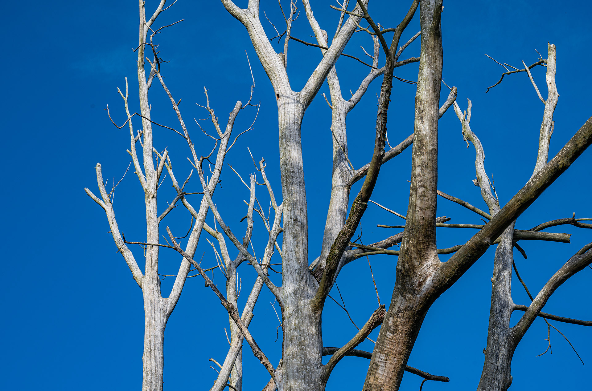 dead tree 2024