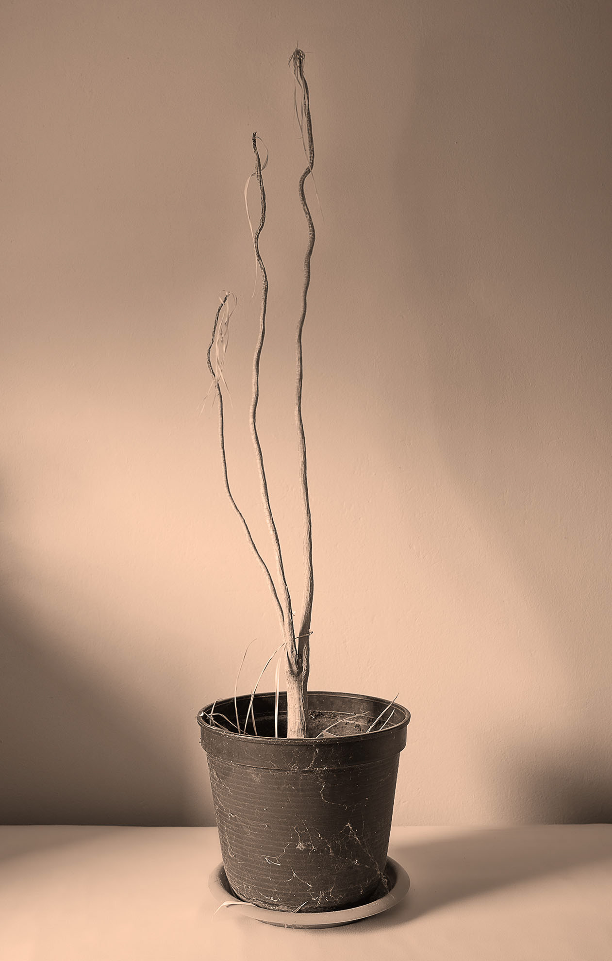 home tree pt.03 2024