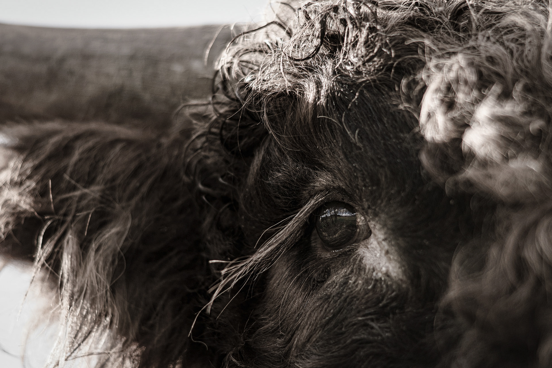 buffalo lenny eye pt.04 2023