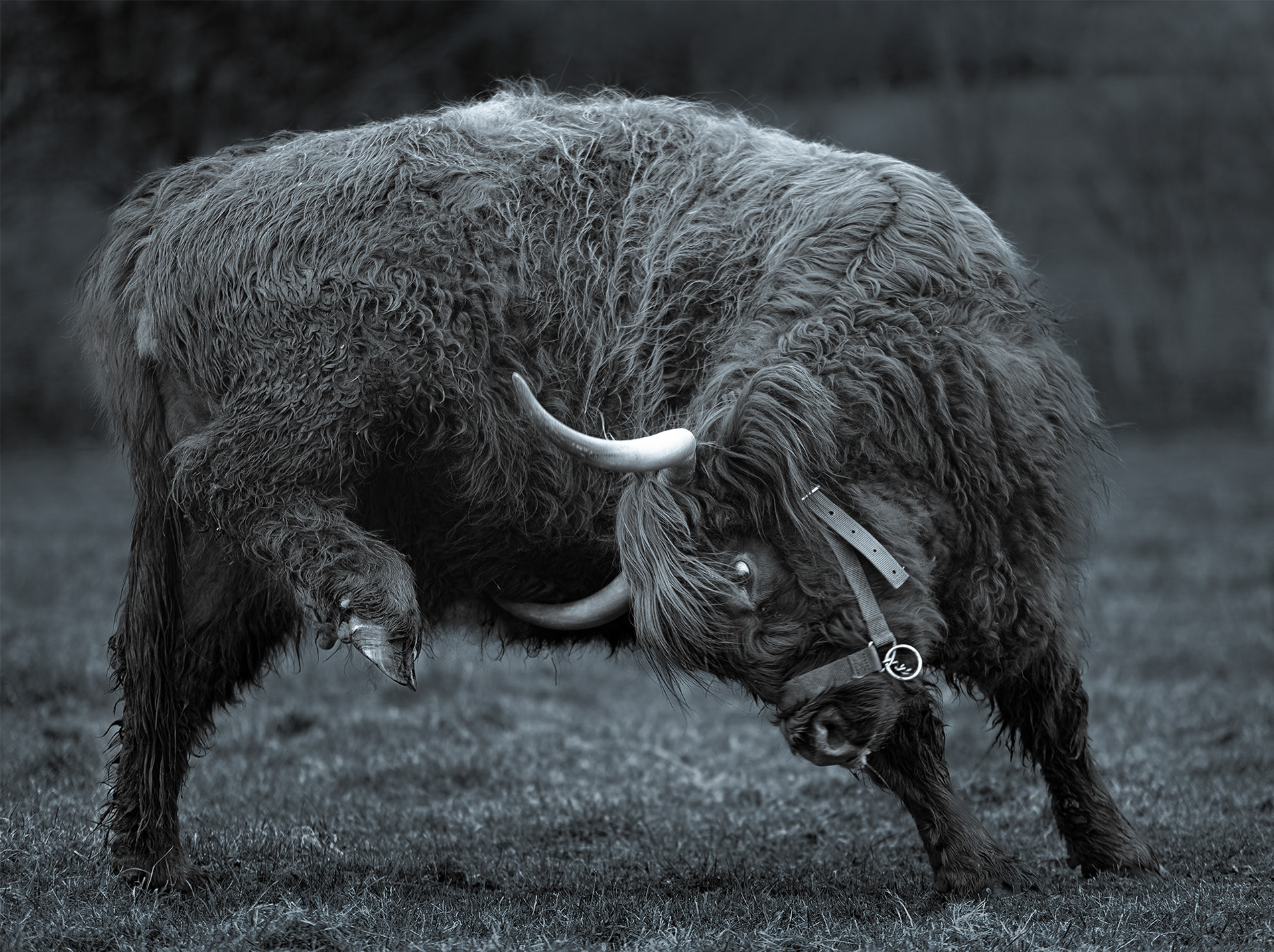 buffalochief scratching pt.01 2022