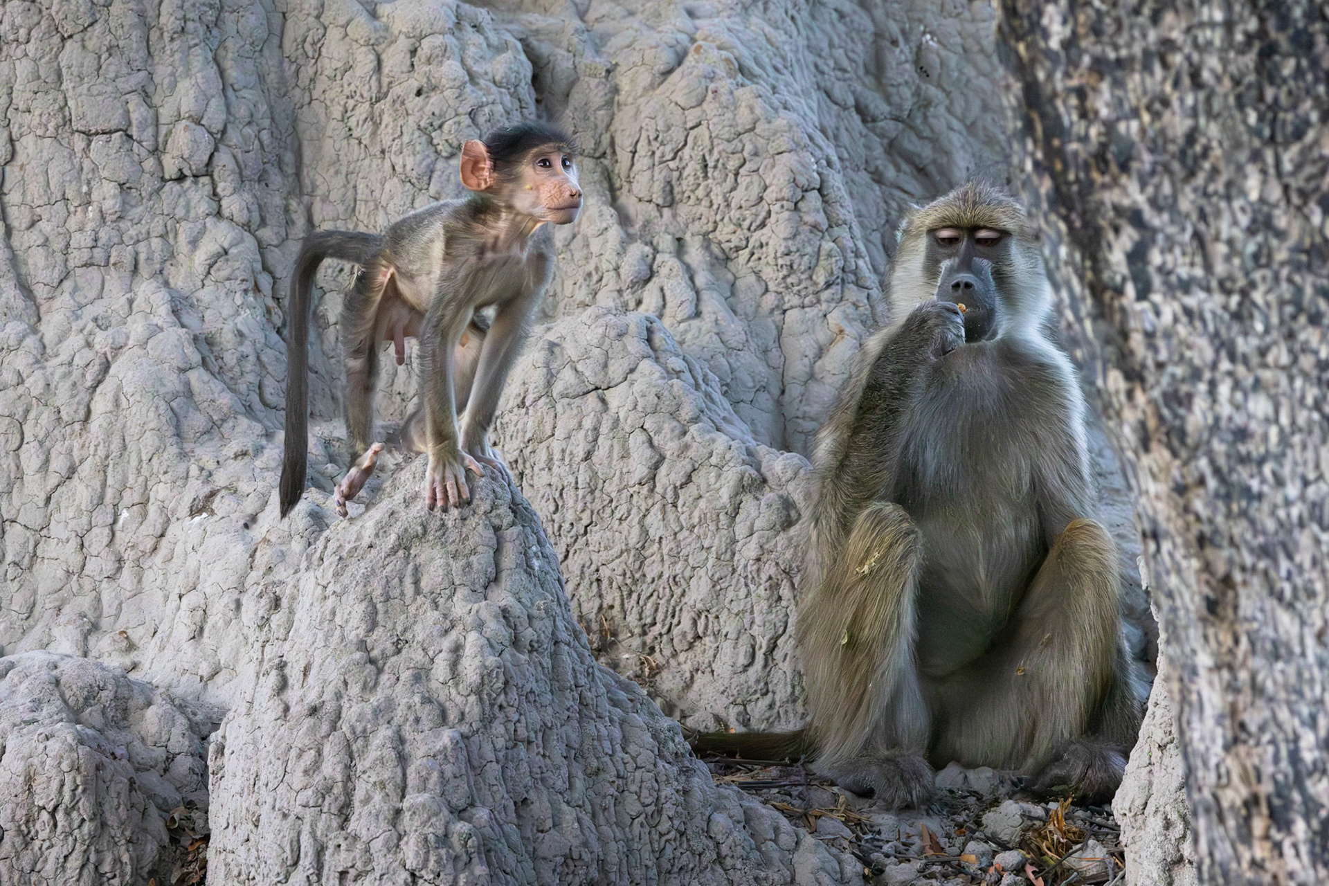 Chacma Baboon