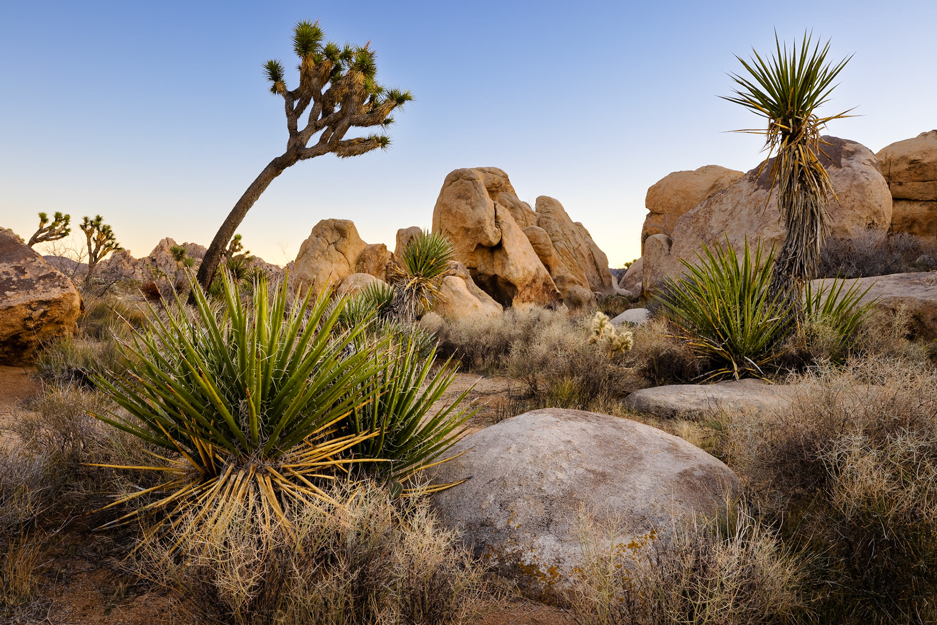 Joshua Tree