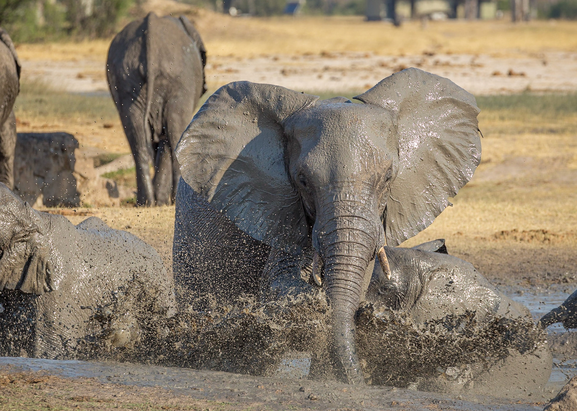 Cooling off at the watering hole