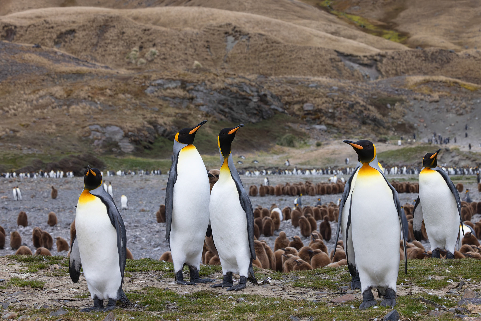 Fortuna Bay King Penguin Colony