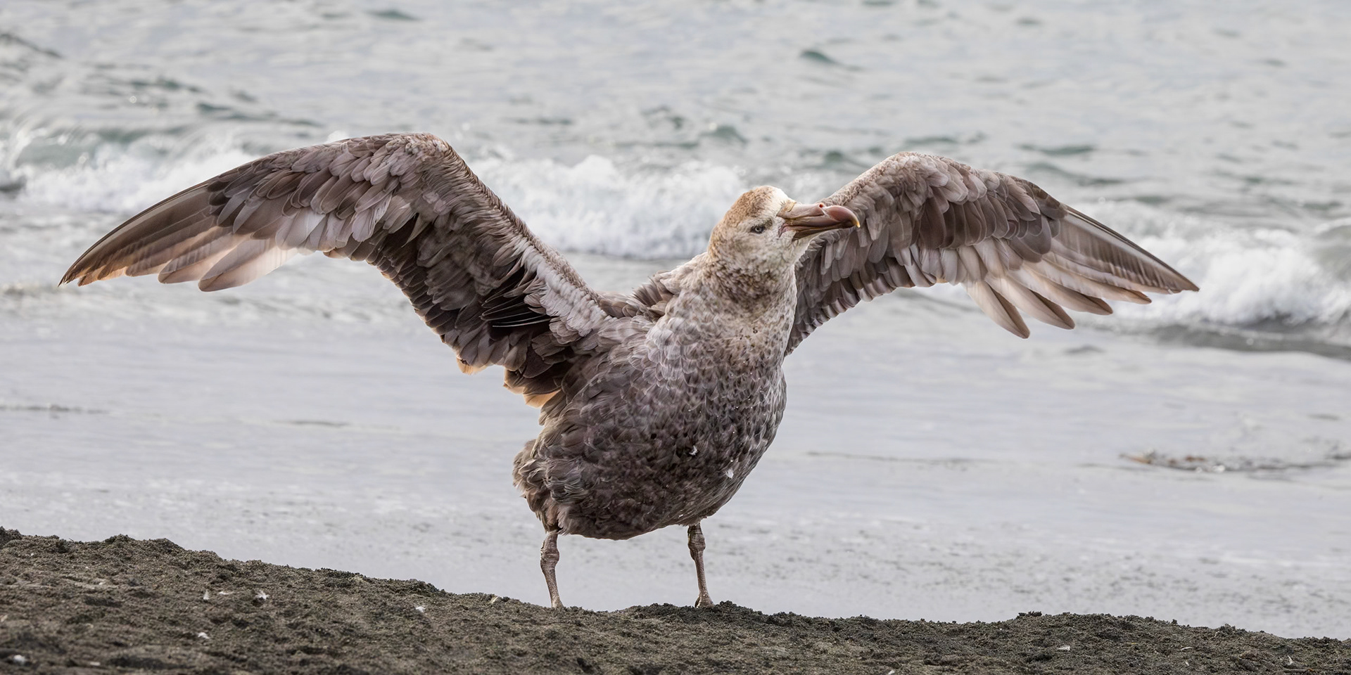 Southern Giant Petrol