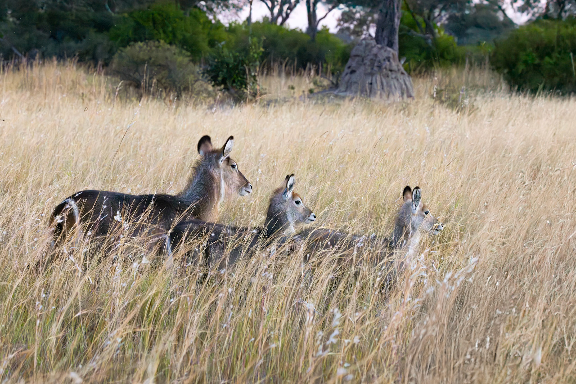 Waterbuck
