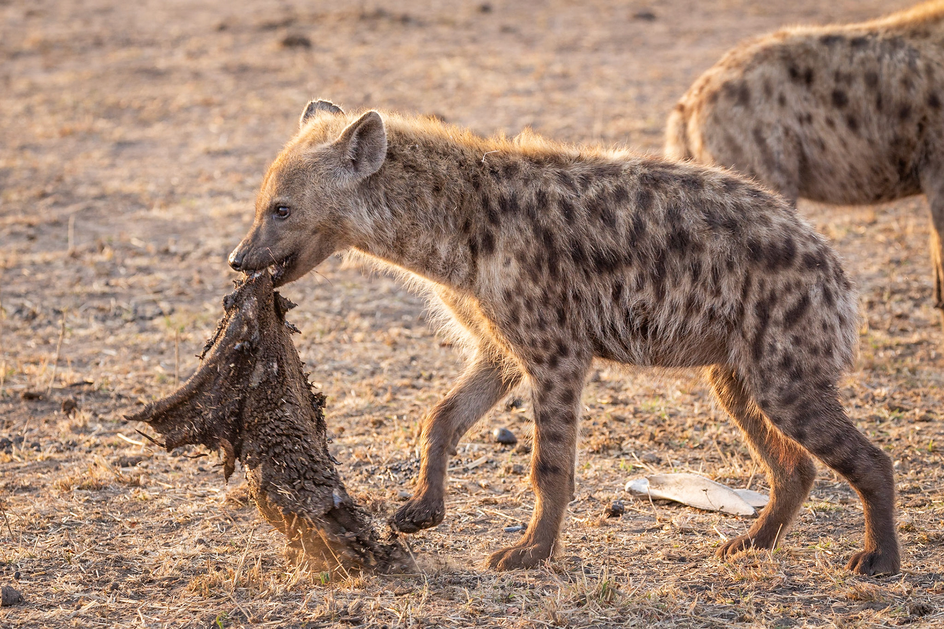 Young spotted hyena