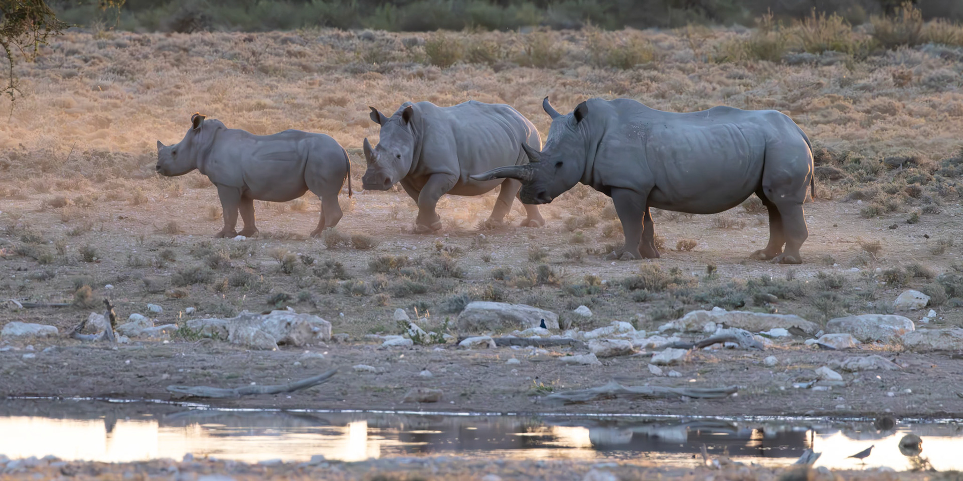 White Rhinoceros
