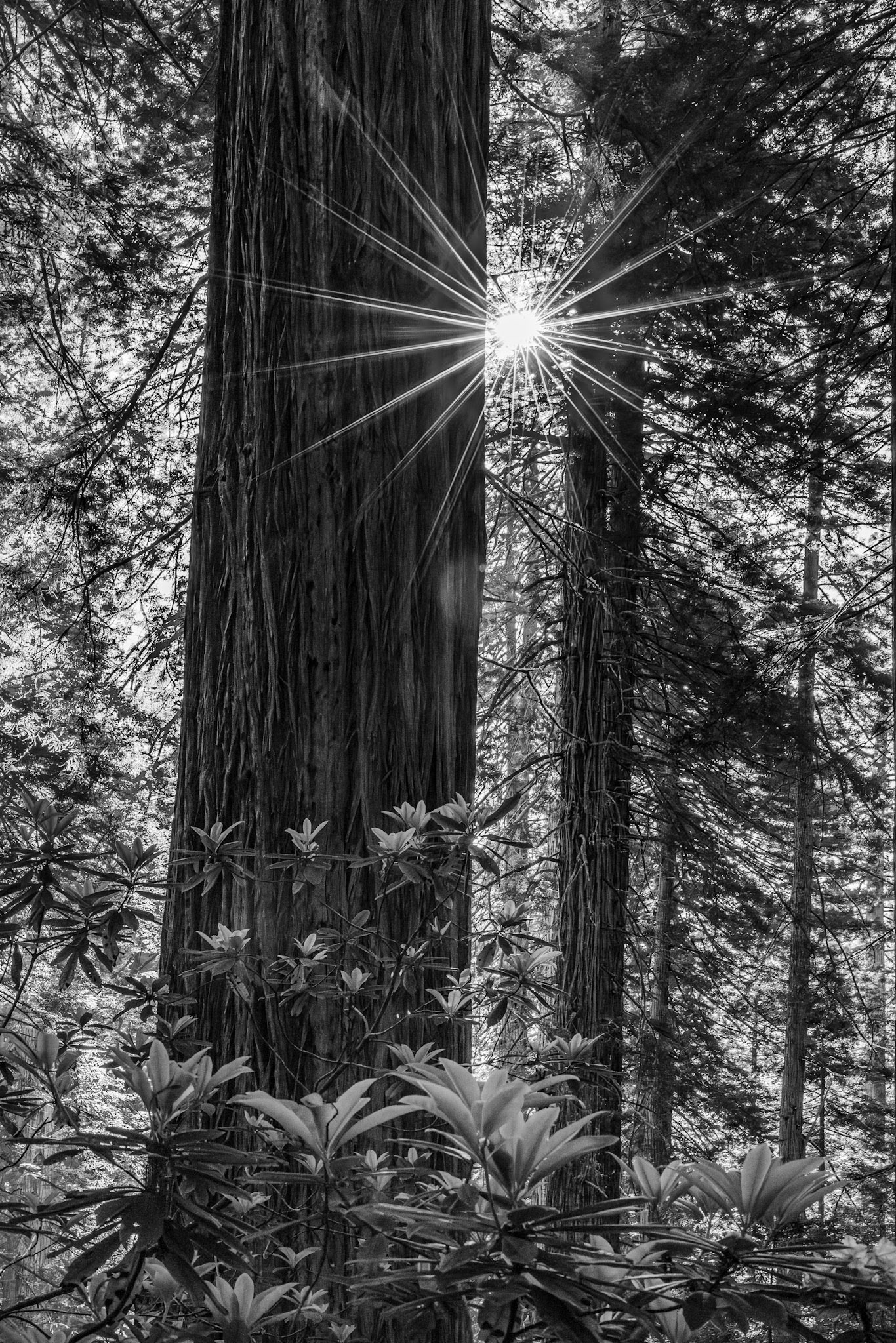 Del Norte Coast Redwoods State Park, CA