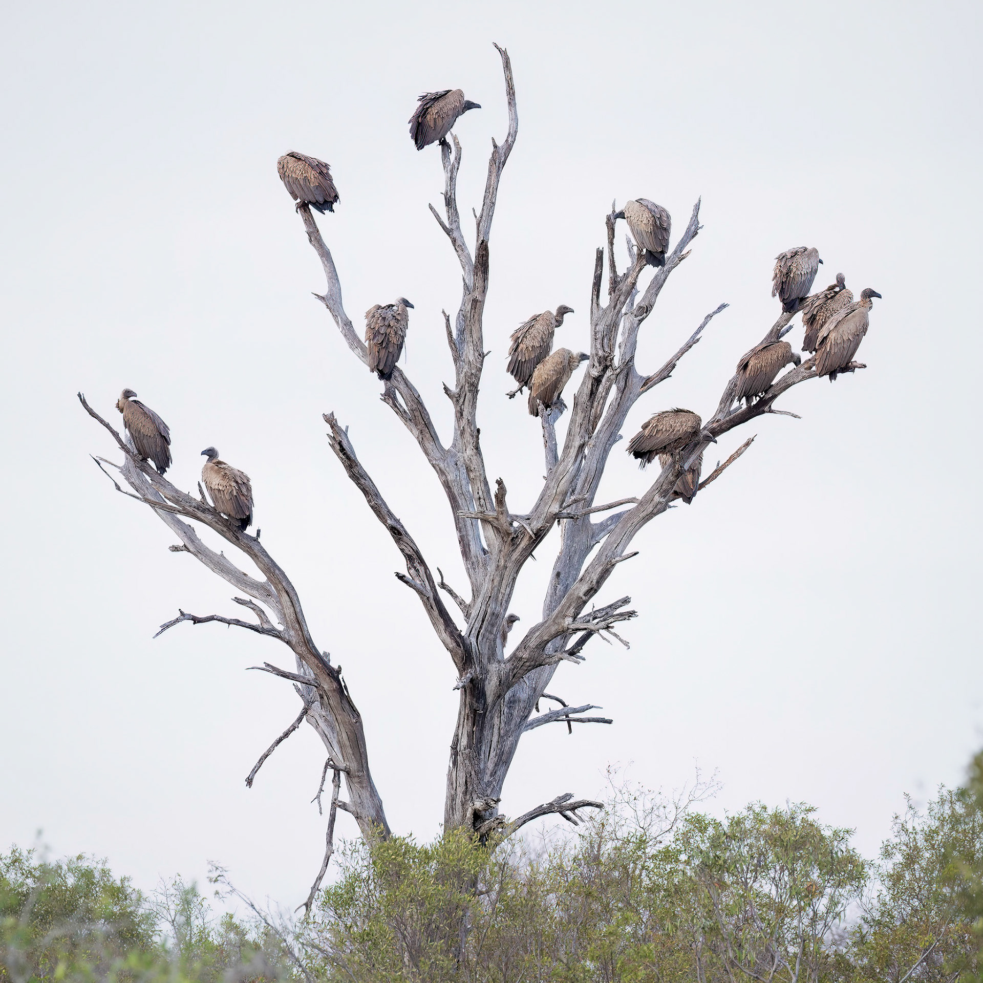 A tree full of White-backed Vultures