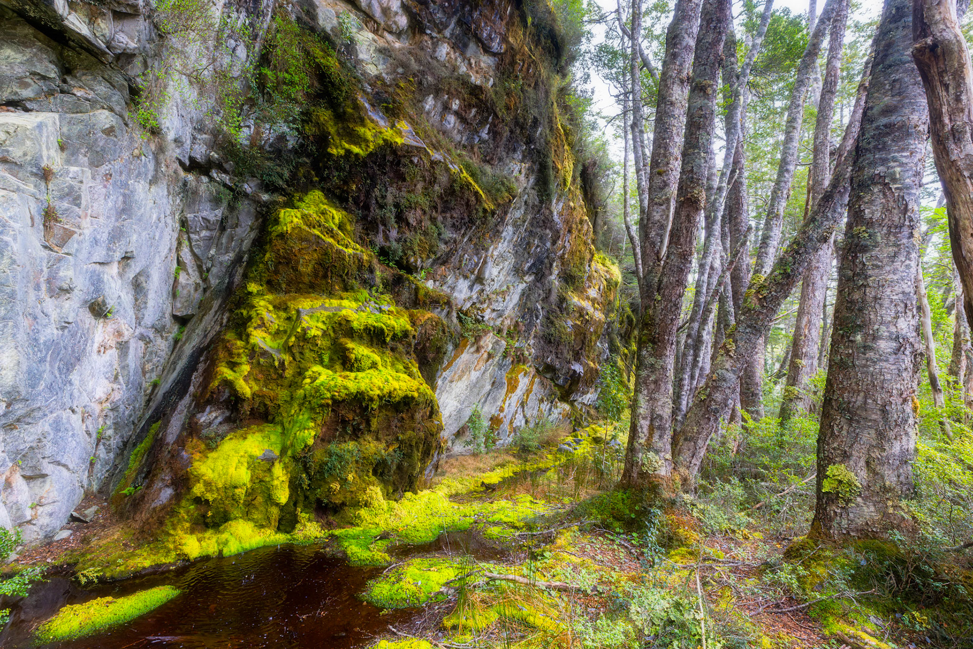 Magellanic Subpolar Forest