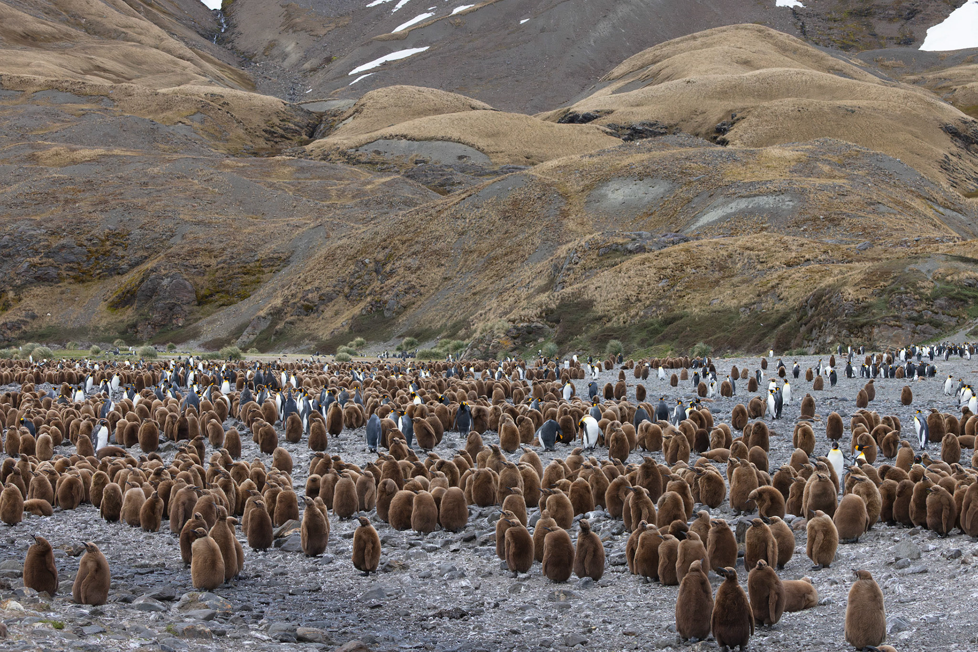 Fortuna Bay King Penguin Colony