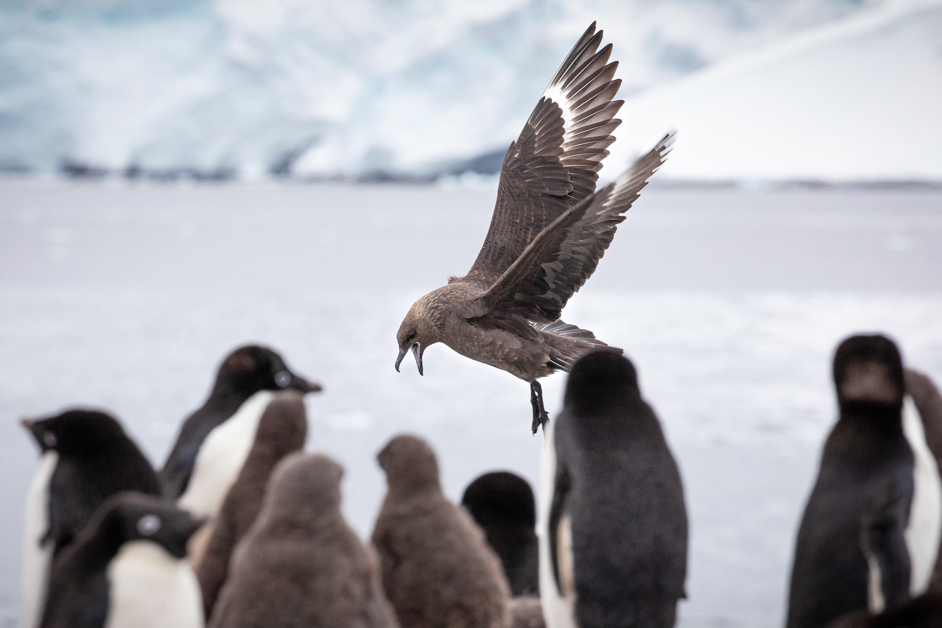 Pourquoi Pas Island;  Brown Skua diving into the Adelie penguin colony to snatch a penguin egg.